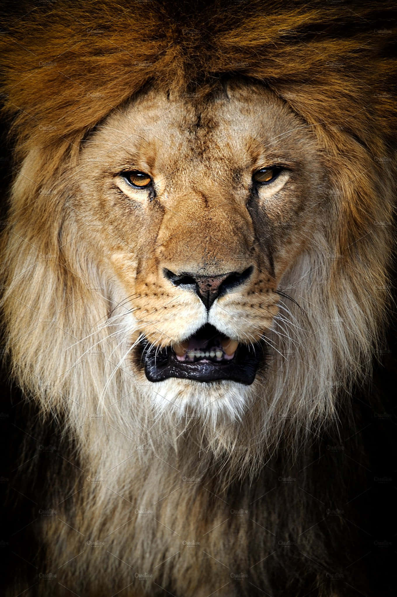 Lion Face 桌布 壁紙 — 一頭擁有完整金色鬃毛的雄獅，在深色背景下微微張開嘴巴，凝視著鏡頭的近距離特寫。