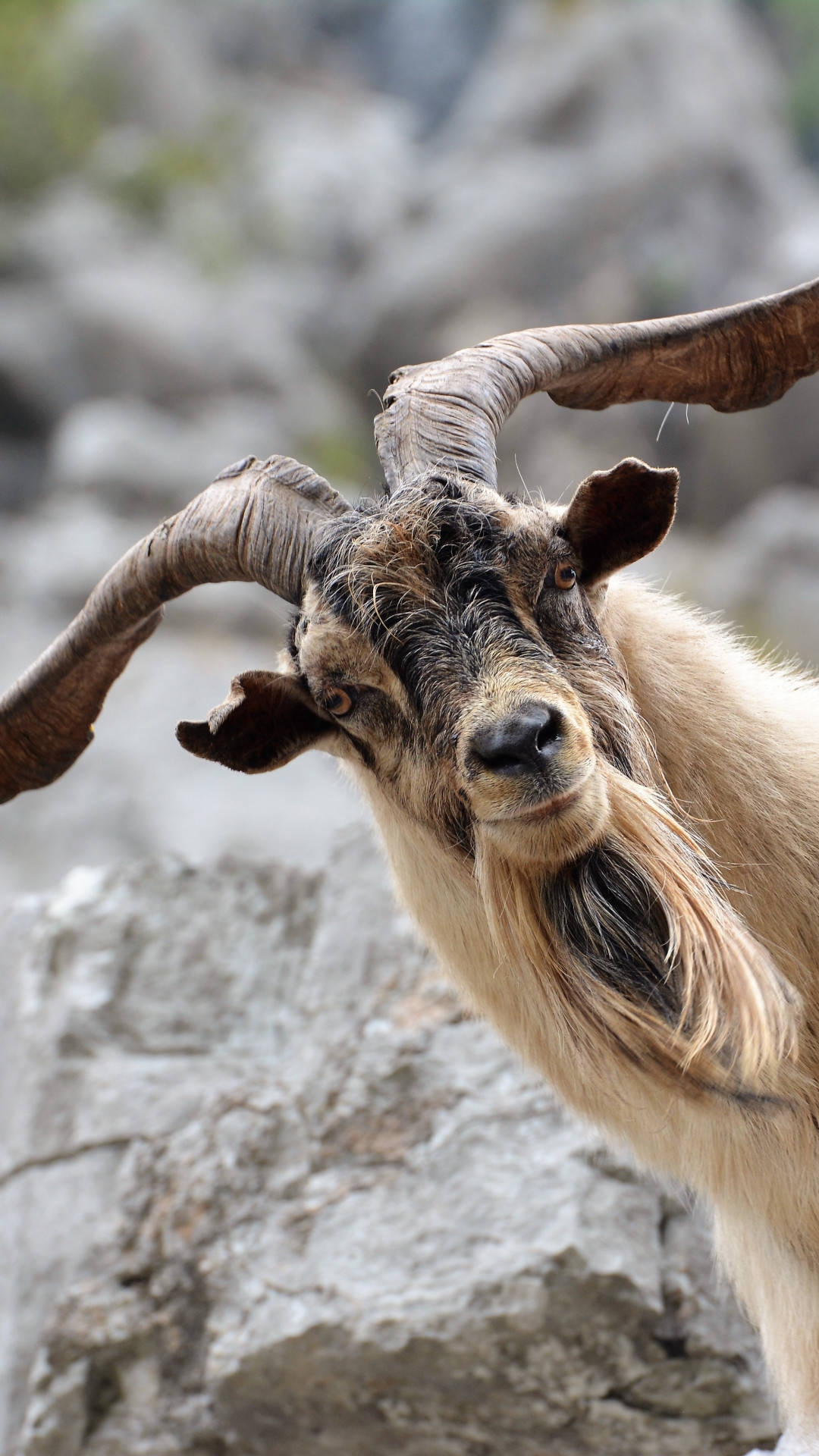Goat 桌布 壁紙 — 一頭擁有巨大彎曲角的野山羊特寫，直視鏡頭，背景是模糊的岩石懸崖。