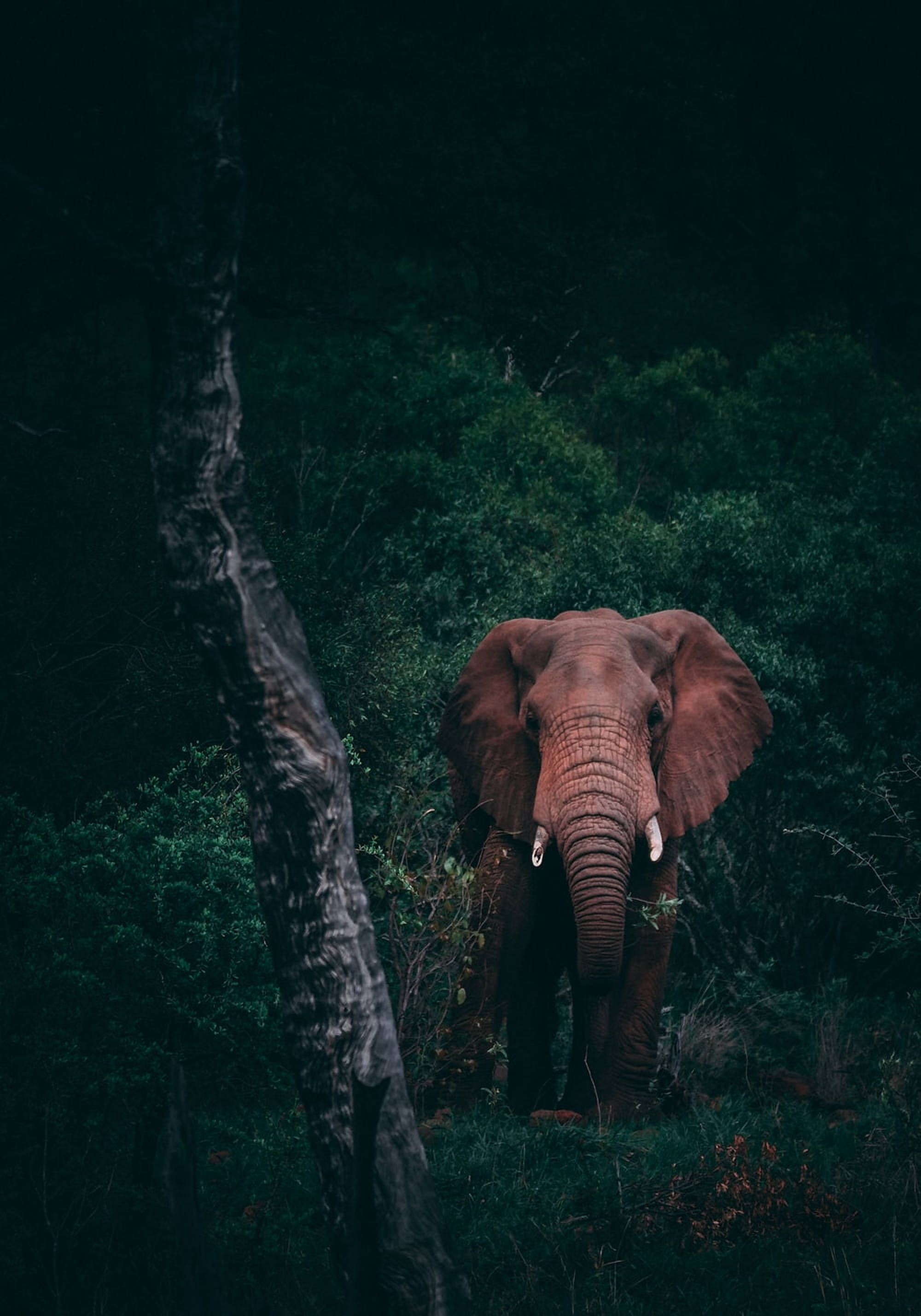 animals 桌布 壁紙 — 一頭擁有巨大耳朵和象牙的雄偉大象，在陰暗的燈光下從茂密的深綠色森林中出現。