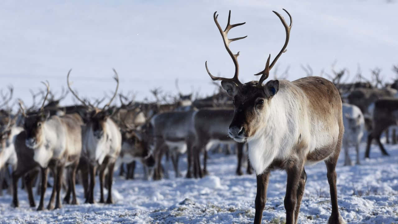 馴鹿 桌布 壁紙 — 一頭擁有巨大鹿角、威風凜凜的馴鹿站在雪地前景，身後是鹿群，背景是明亮的冬日天空。