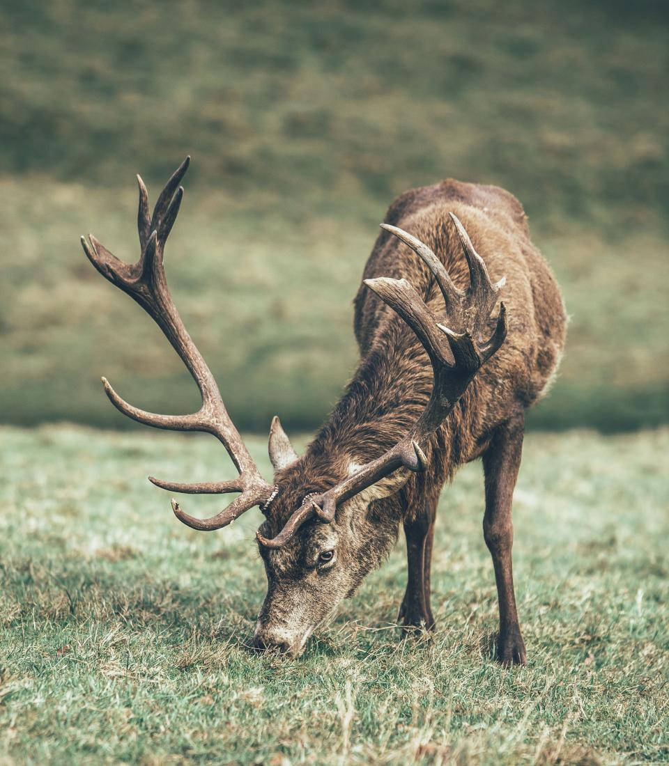 Deer Hunting 桌布 壁紙 — 一頭擁有巨大鹿角的雄偉雄鹿，在柔和的綠色天空下，於陽光照耀的草地上平靜地吃草。