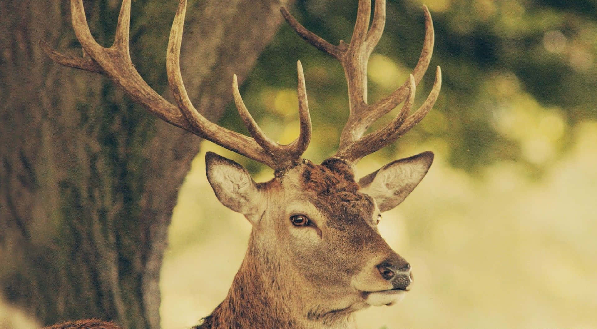 Buck 桌布 壁紙 — 一頭擁有巨大鹿角的雄偉雄鹿，在陽光明媚的森林空地中，側身站在一棵樹旁。