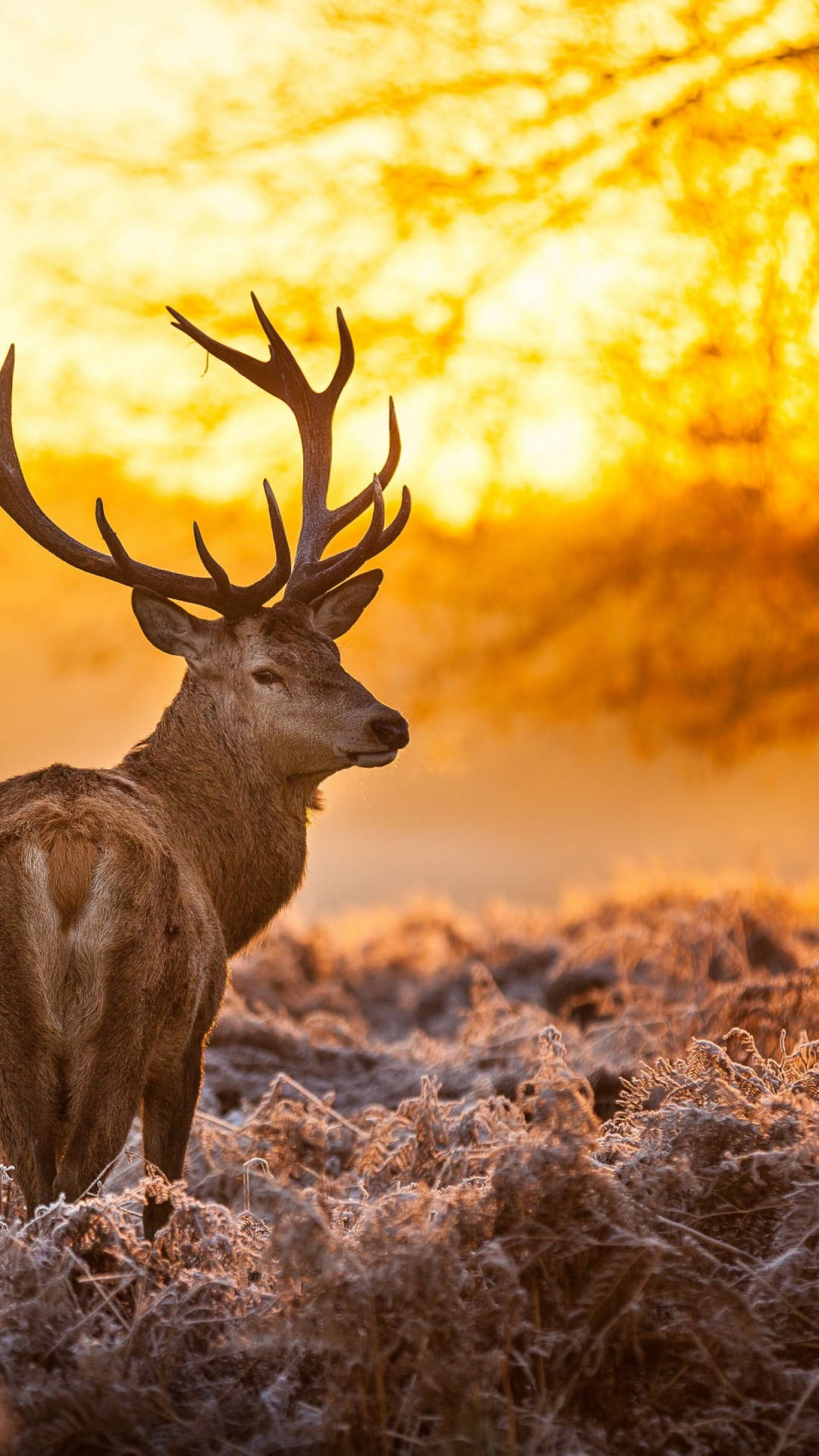 Deer iPhone 桌布 壁紙 — 一頭擁有巨大鹿角的雄偉雄鹿，站在結霜的草地上，背景是金色的日落天空。