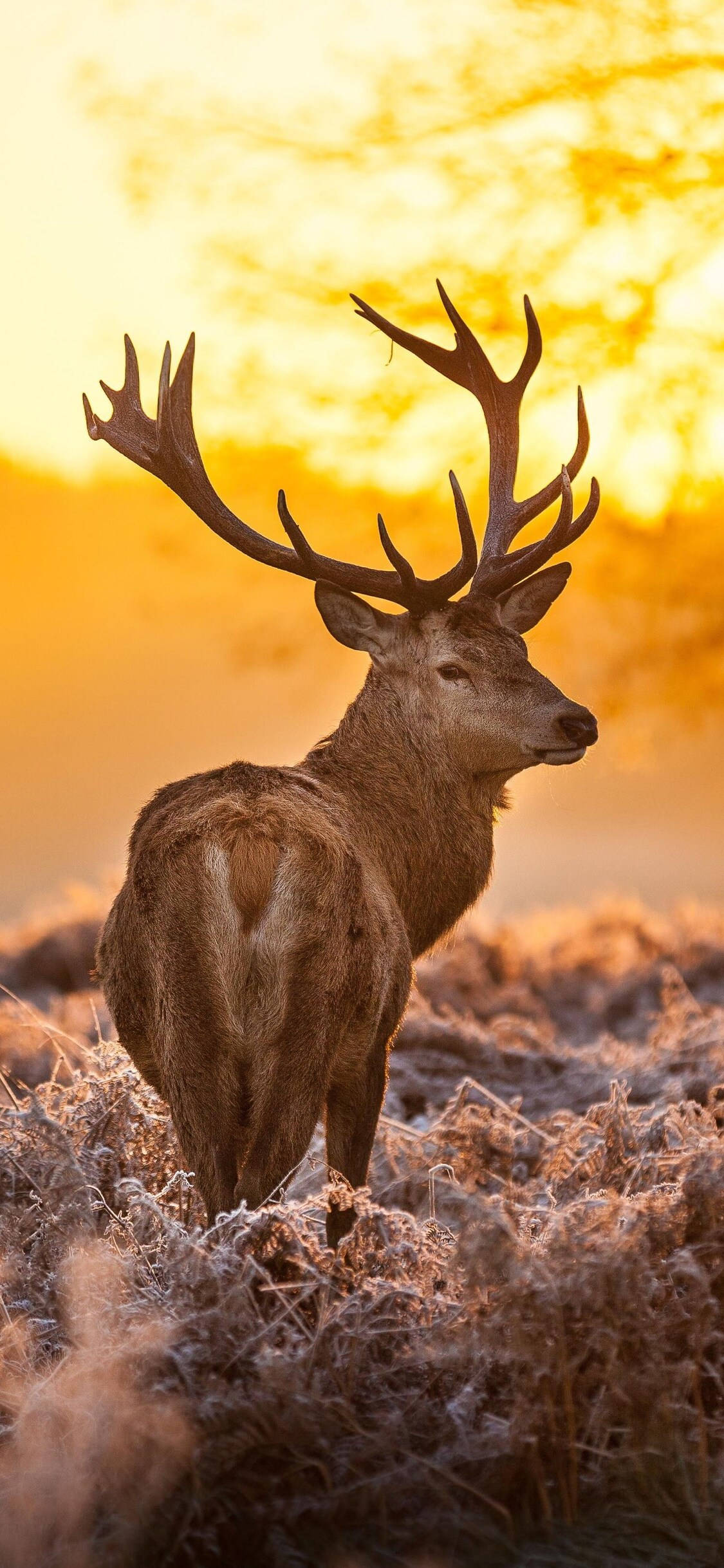 Deer iPhone 桌布 壁紙 — 一頭擁有巨大鹿角的雄偉雄鹿，站在結霜的草地上，背景是金色的日落天空。