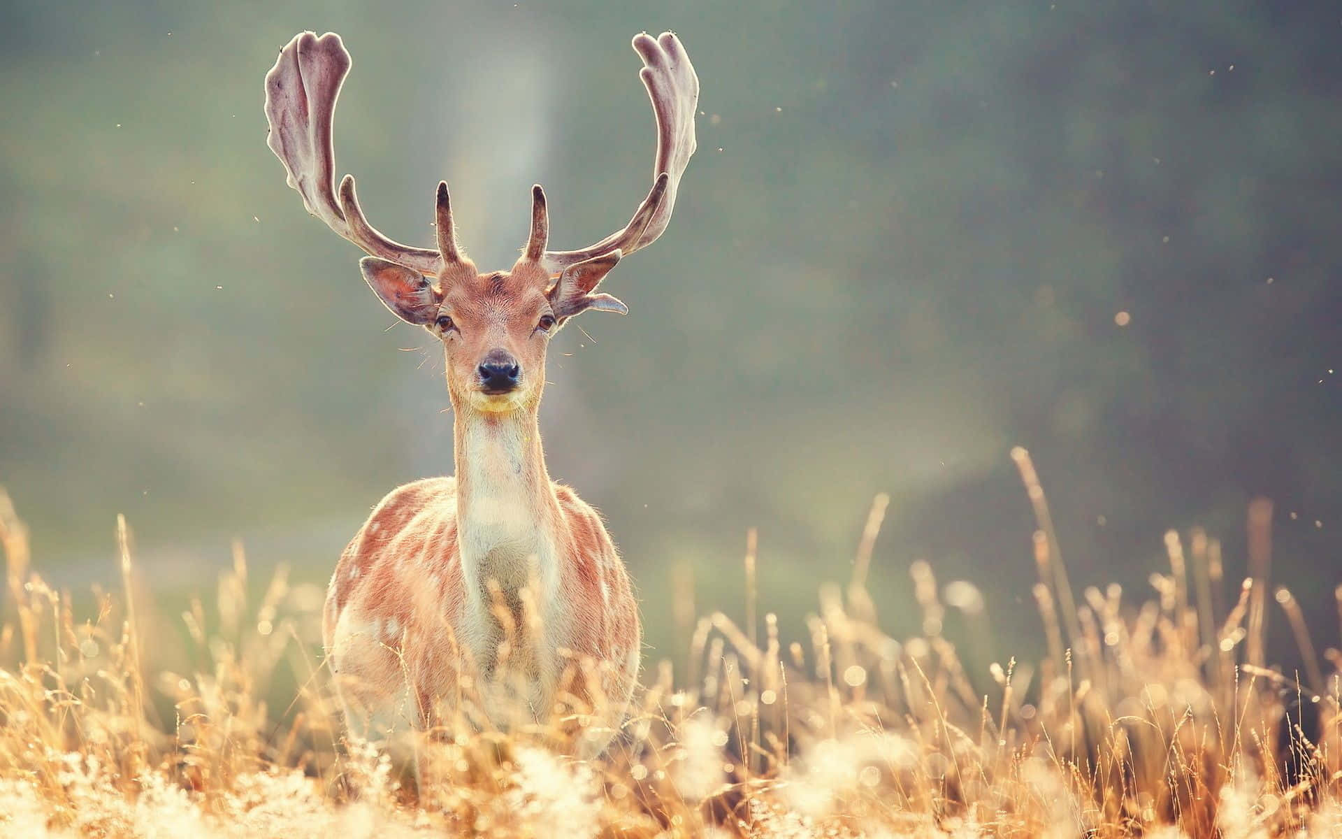 Deer Desktop 桌布 壁紙 — 一頭擁有巨大鹿角的雄偉鹿隻，在陽光照耀的金色草地上警覺地站立。