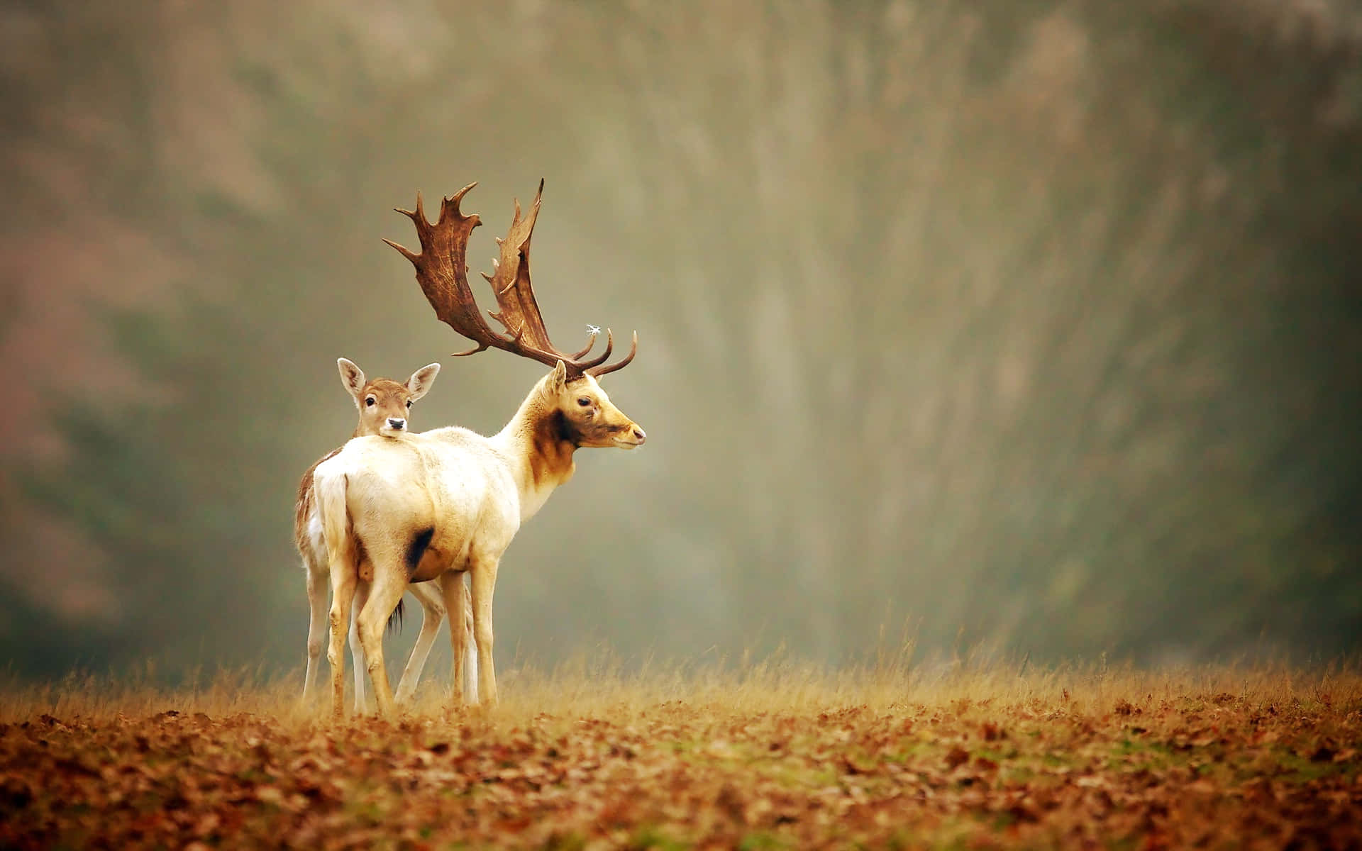 Deer Desktop 桌布 壁紙 — 一頭擁有巨大鹿角的雄偉鹿隻，在霧氣瀰漫的秋日森林空地中，保護性地站在一頭小鹿旁邊。