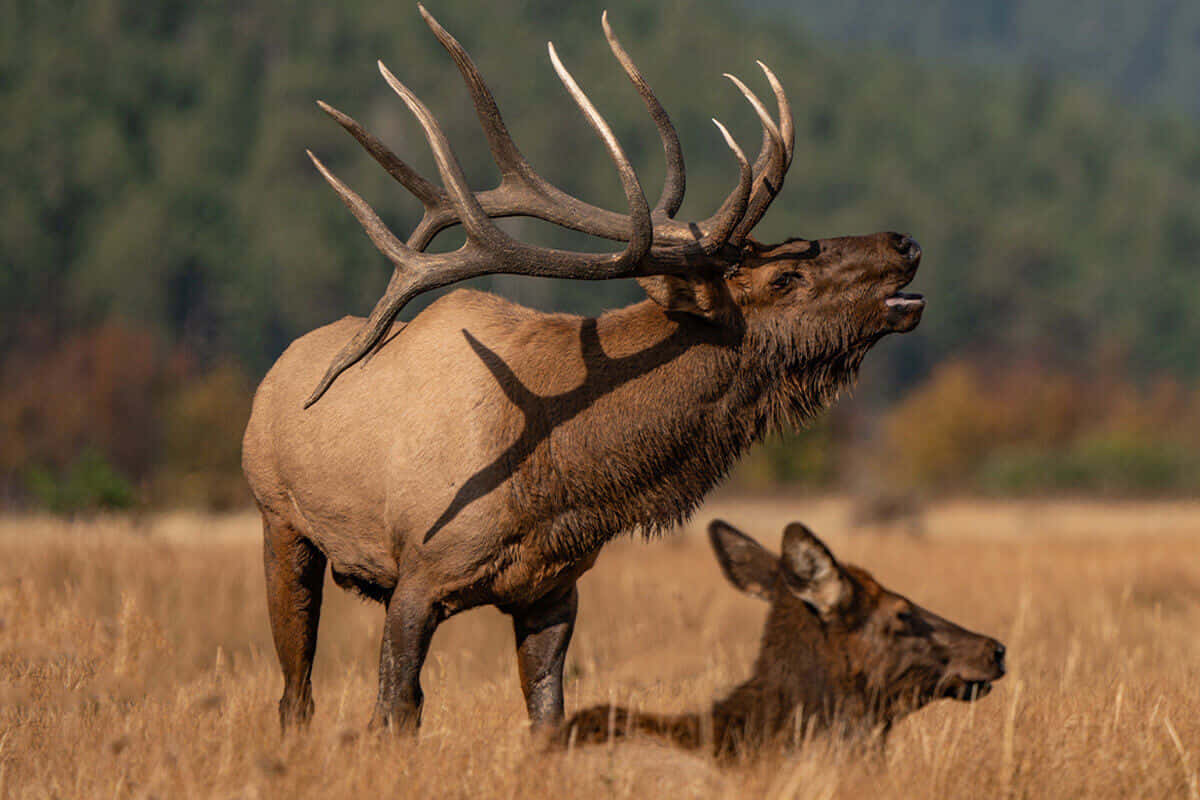 Elk 桌布 壁紙 — 一頭擁有巨大鹿角的雄偉麋鹿高聳在金色草地上，而一頭雌性麋鹿在陽光明媚的草地上附近休息。