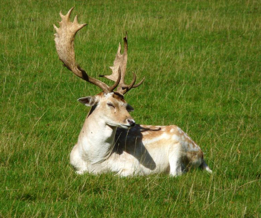 Deer Hunting 桌布 壁紙 — 一頭擁有巨大鹿角的雄偉黇鹿在陽光明媚的綠色草地上安詳地休息。