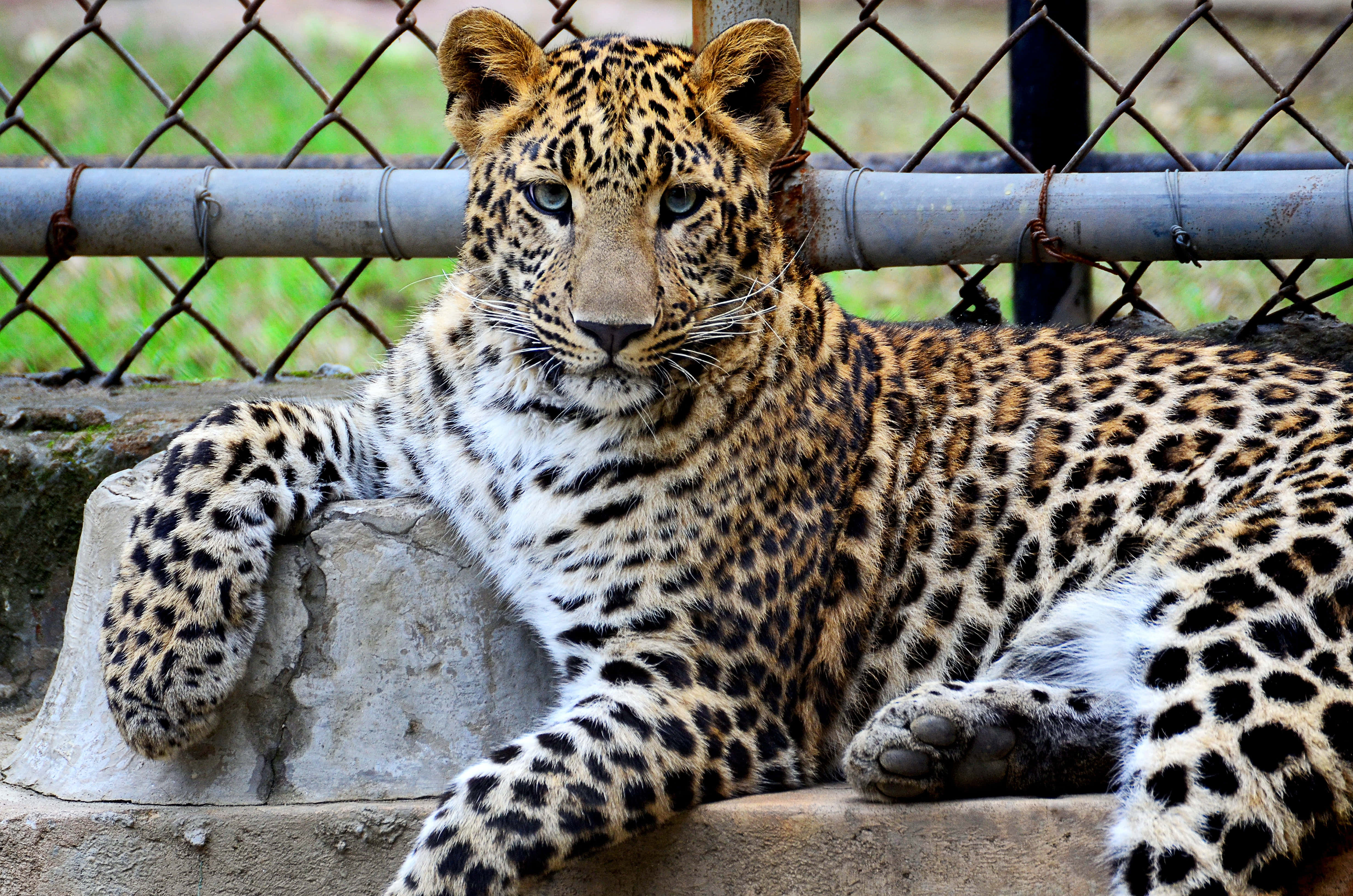Leopard 桌布 壁紙 — 一頭擁有引人注目斑點皮毛的豹子，在鐵絲網圍欄後的混凝土邊緣上平靜地休息。