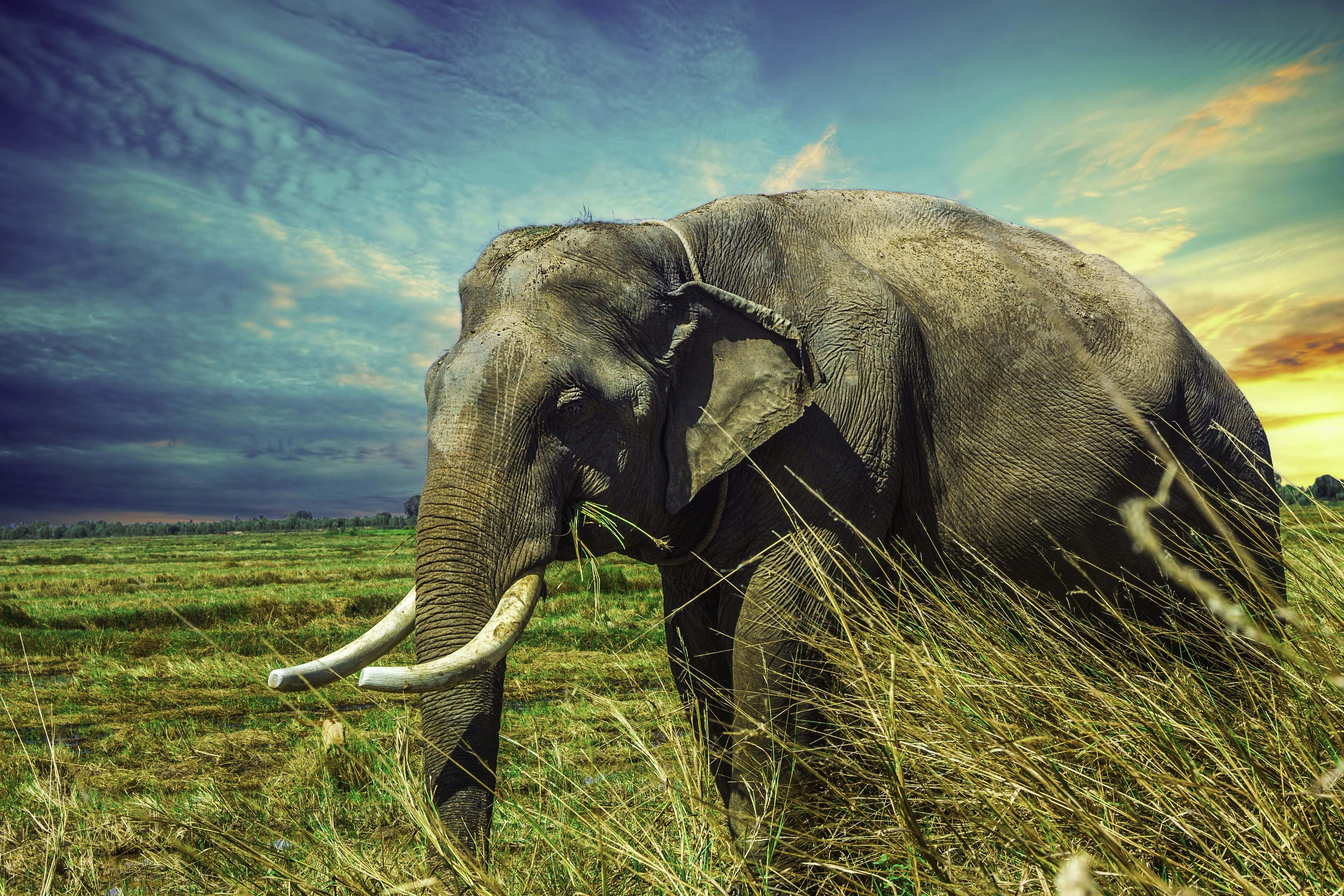 Elephant Laptop 桌布 壁紙 — 一頭擁有彎曲象牙的雄偉大象，站在高高的草叢中，背景是戲劇性的日落天空。