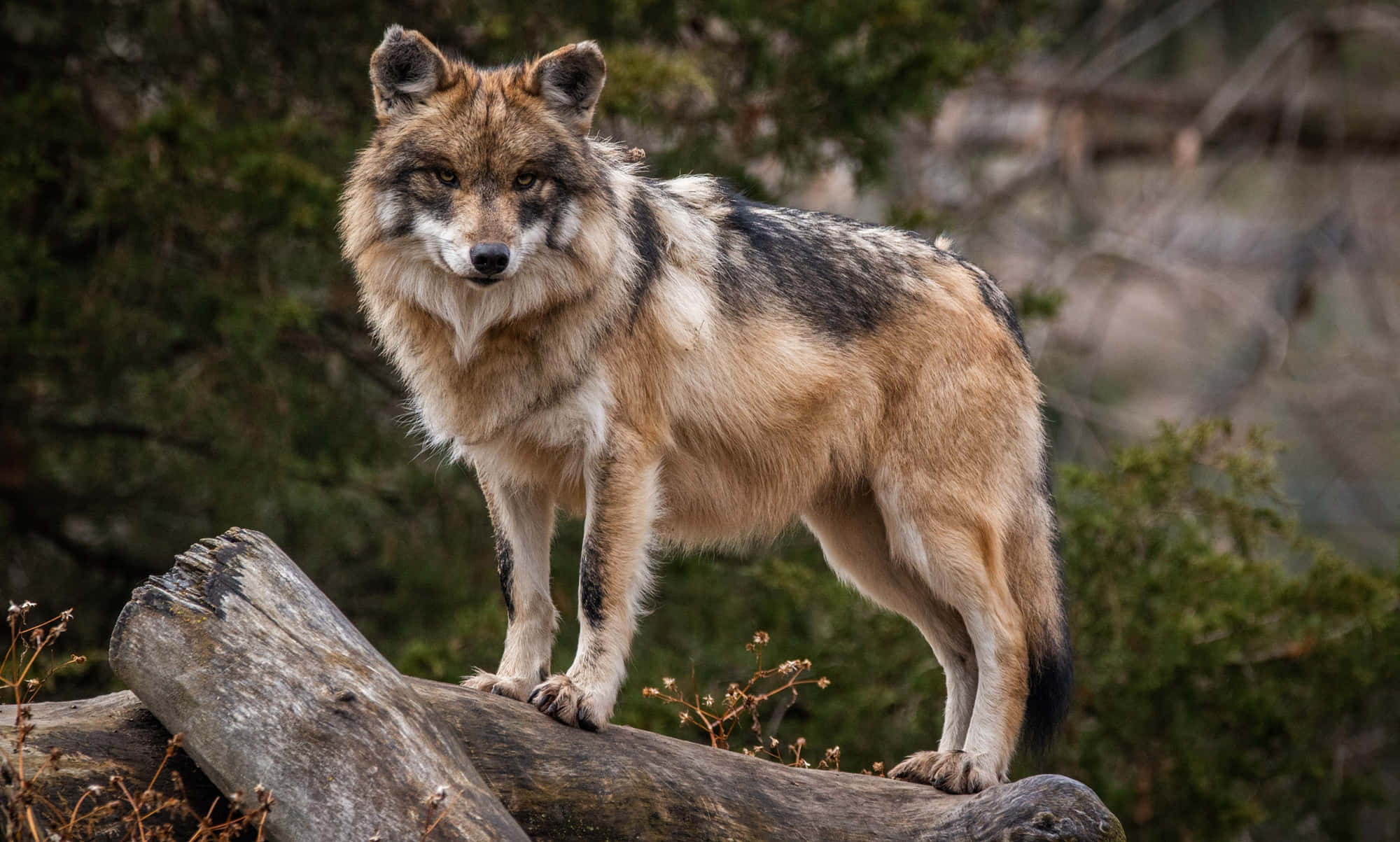 Mexican Wolf 桌布 壁紙 — 一頭擁有濃密棕色和黑色毛髮的雄偉狼隻，警覺地站在茂密森林中一根風化的木頭上。