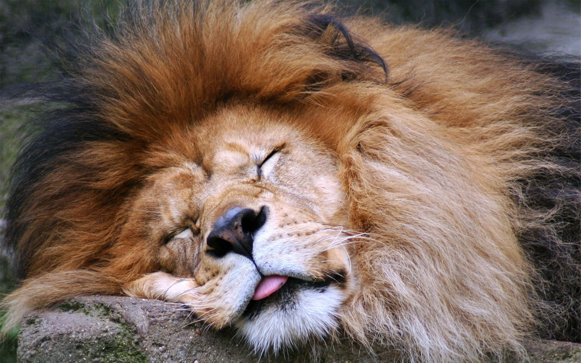 Lion Head 桌布 壁紙 — 一頭擁有濃密金色鬃毛的雄偉雄獅，在長滿苔蘚的石頭上閉著眼睛、舌頭微微伸出，平靜地休息。