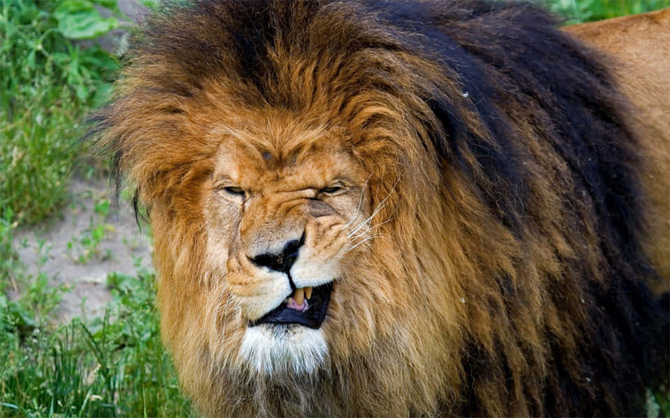 Lion Head 桌布 壁紙 — 一頭擁有濃密鬃毛、眼神銳利的雄獅，站在綠草中的特寫。