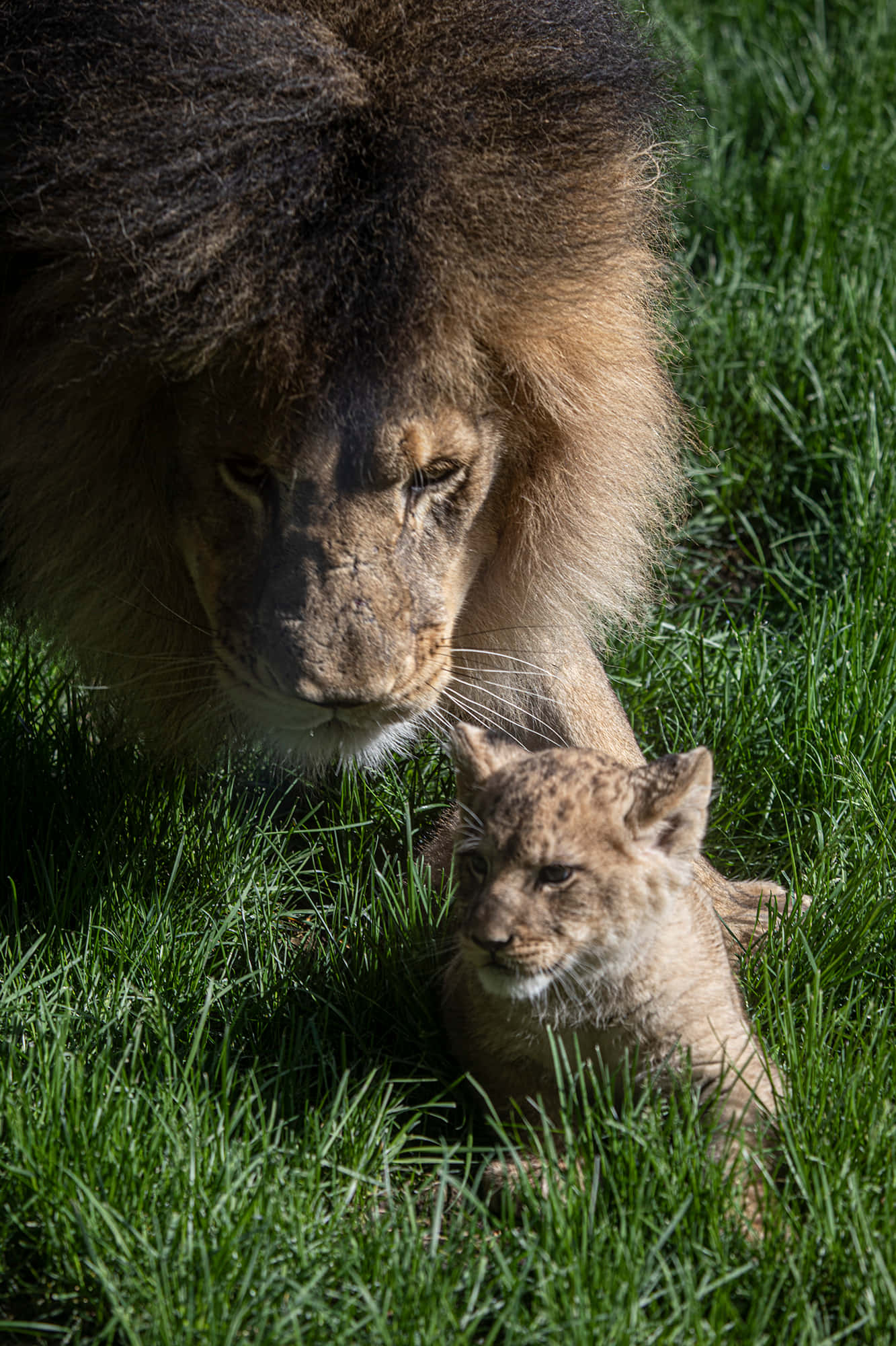 Baby Lion 桌布 壁紙 — 一頭擁有濃密鬃毛的雄偉成年雄獅，俯身看著一隻在明亮陽光下、在鮮綠草地上休息的小獅子。