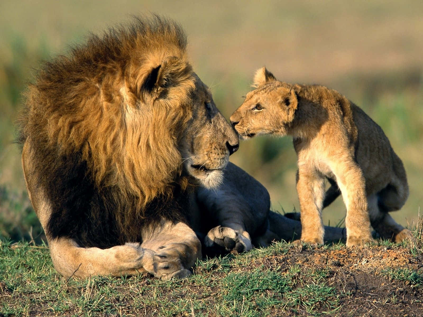Wild Animals 桌布 壁紙 — 一頭擁有濃密鬃毛的雄偉成年雄獅，在長滿草的稀樹草原斜坡上，輕輕地蹭著一隻好奇的幼獅。