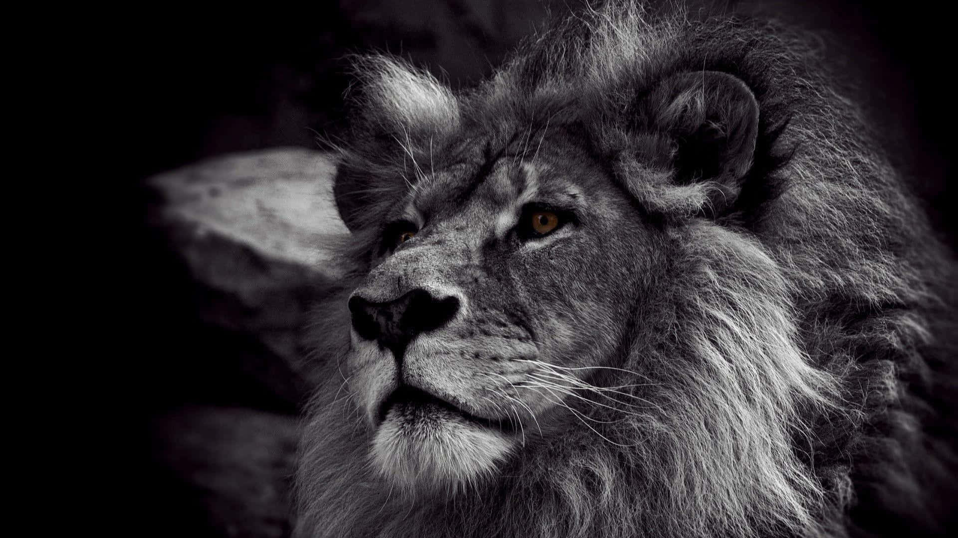 Lions 桌布 壁紙 — 一頭擁有濃密鬃毛的雄偉獅子在黑暗背景下，以戲劇性的黑白肖像專注地凝視。