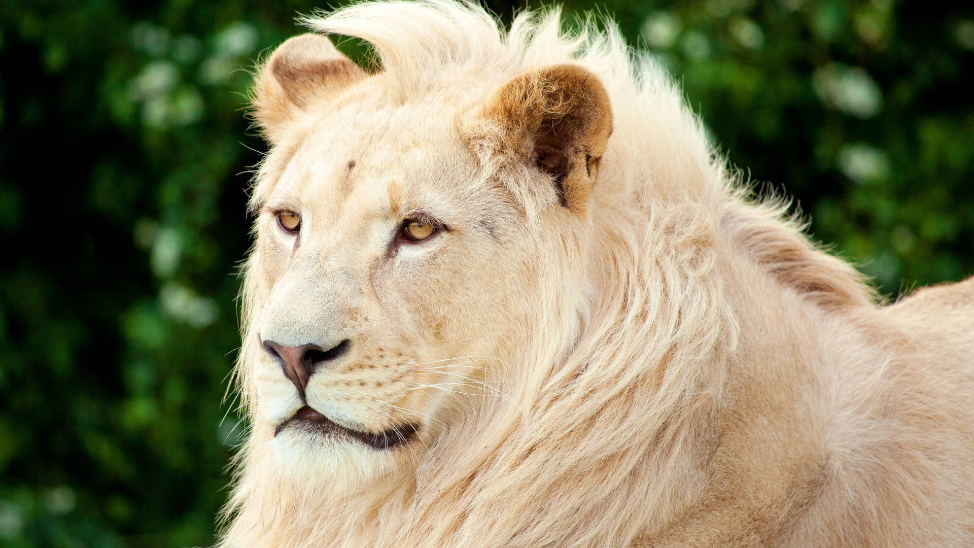White Lion 桌布 壁紙 — 一頭擁有濃密鬃毛的雄偉白獅，在柔和的綠色樹葉背景下平靜地凝視。