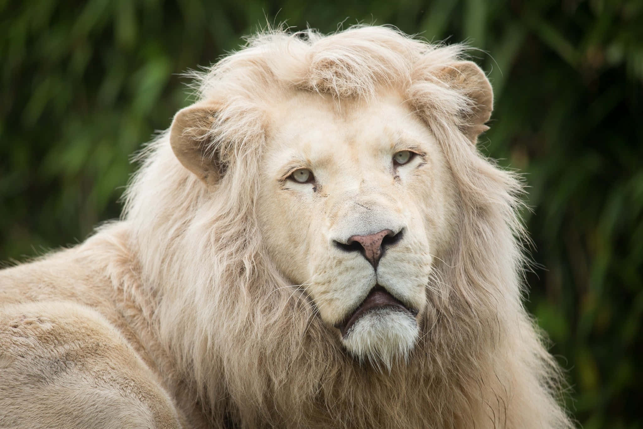 Lions 桌布 壁紙 — 一頭擁有濃密鬃毛的雄偉白獅，在模糊的綠色樹葉背景下平靜地凝視。