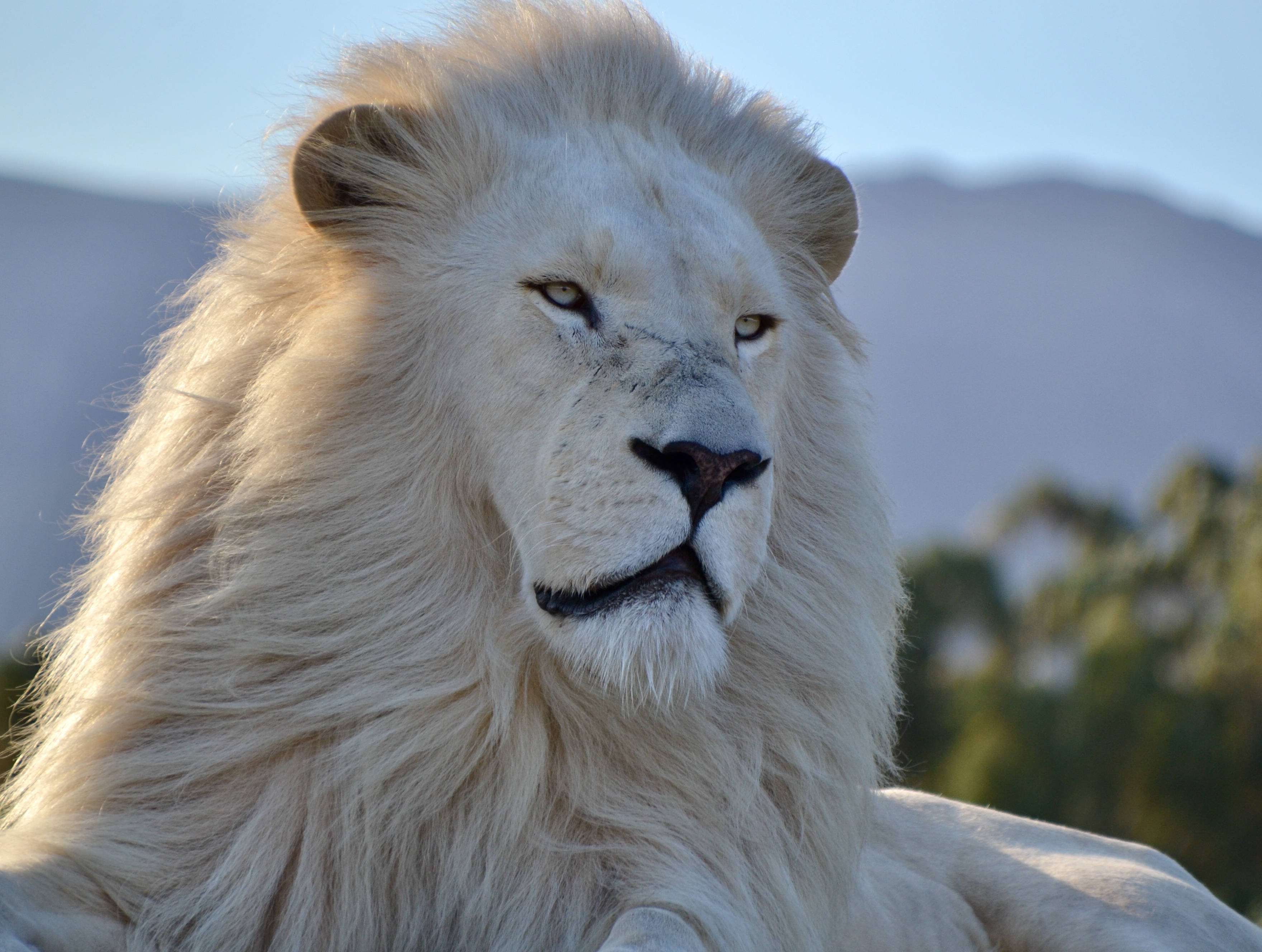 White Lion 桌布 壁紙 — 一頭擁有濃密鬃毛的雄偉白獅，在金色陽光下，對著柔和的山景背景平靜地凝視。