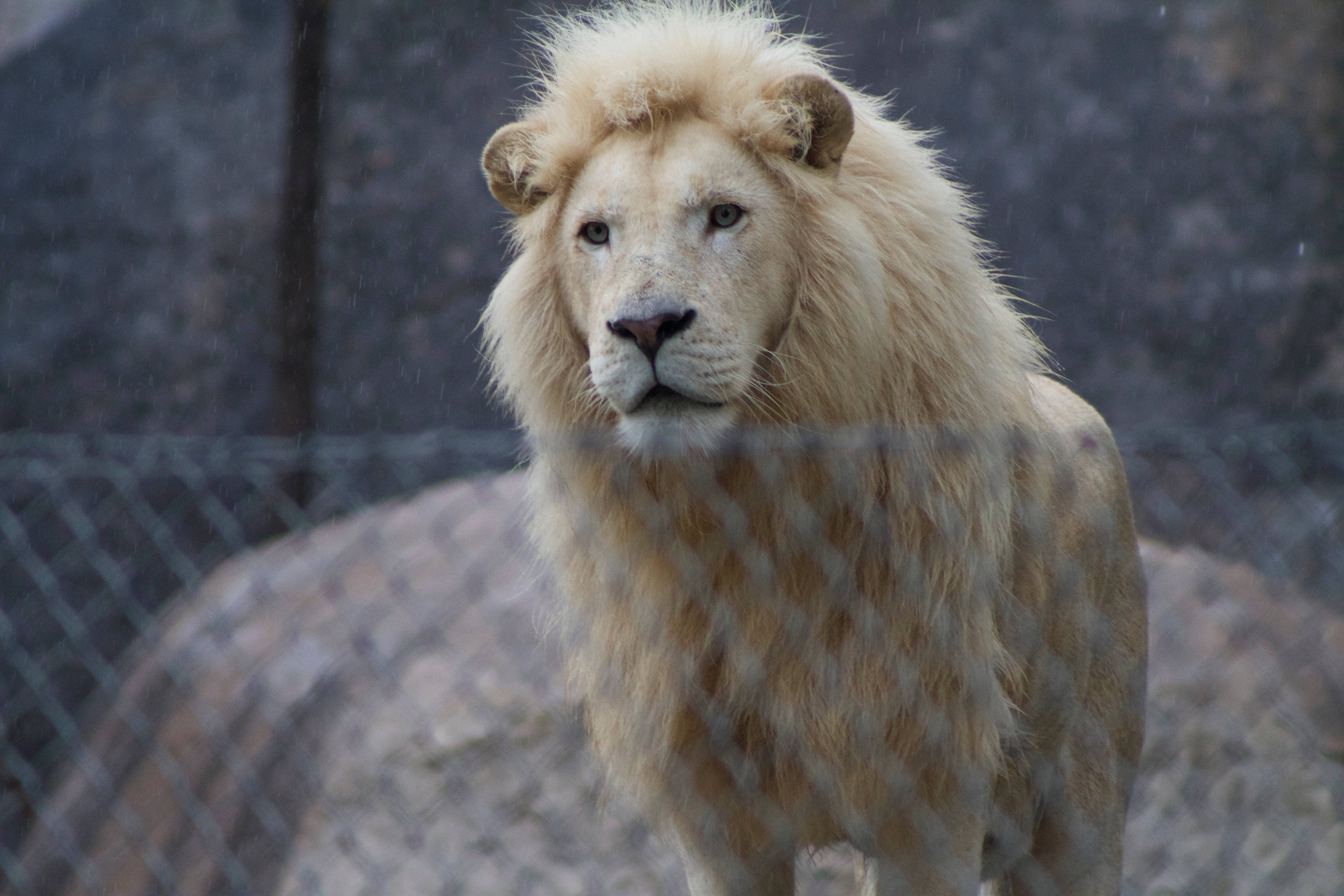 White Lion 桌布 壁紙 — 一頭擁有濃密鬃毛的雄偉白獅站在岩石圍欄內的鐵絲網後面，直視鏡頭。