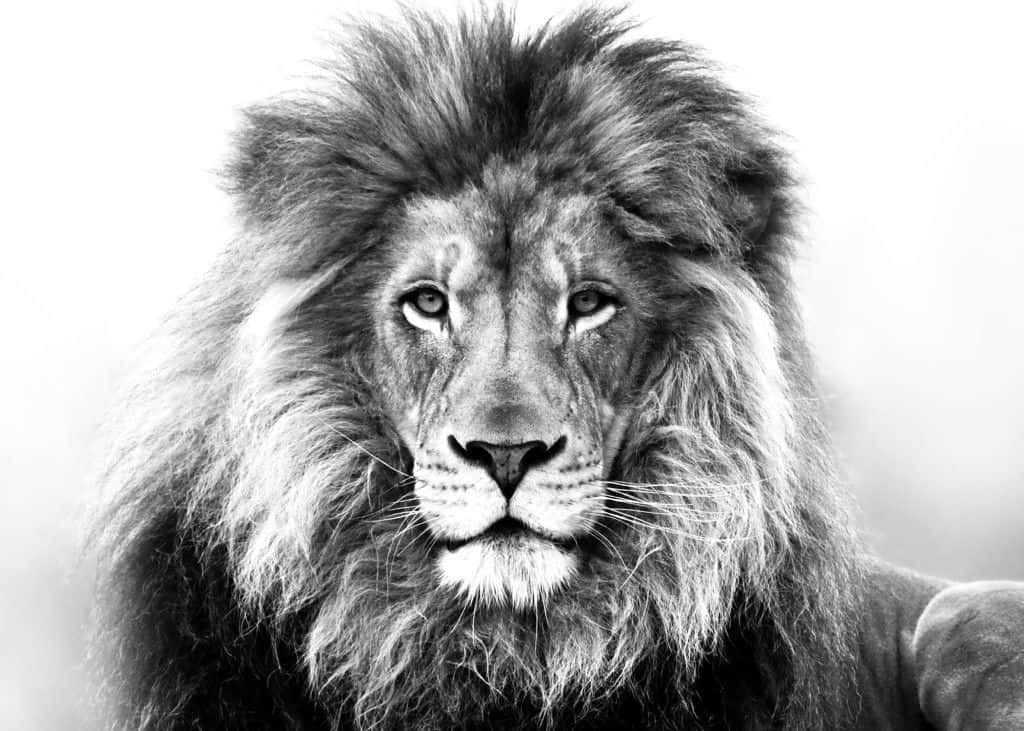 Lion Head 桌布 壁紙 — 一頭擁有濃密鬃毛的雄偉雄獅，在引人注目的黑白肖像中凝視前方。