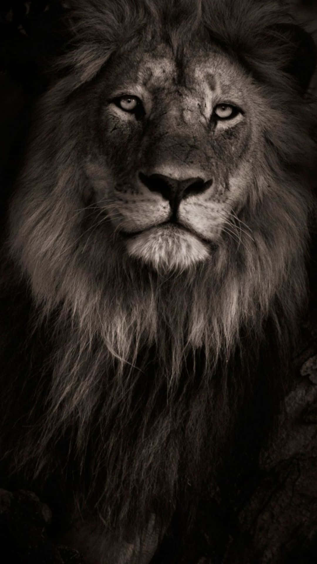 壁紙 — 一頭擁有濃密鬃毛的雄偉雄獅，在戲劇性的黑白肖像中凝視著。