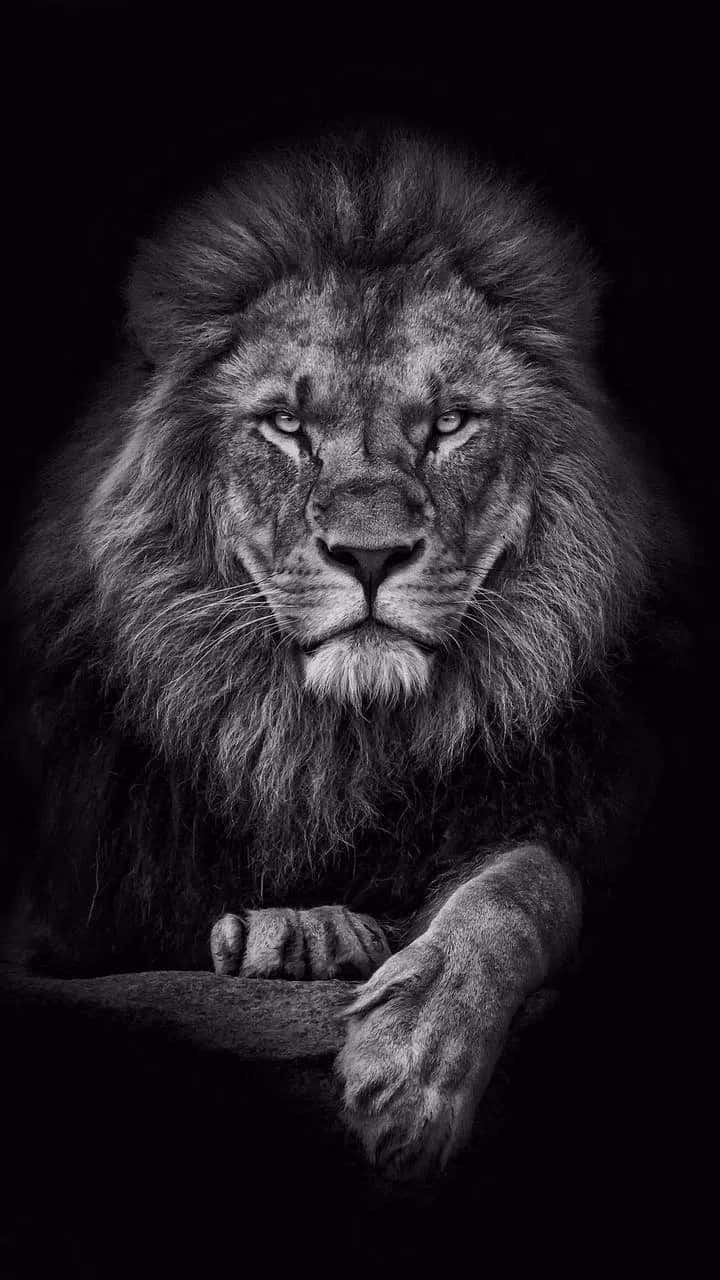 Black And White Lion 桌布 壁紙 — 一頭擁有濃密鬃毛的雄偉雄獅，在戲劇性的黑白肖像中，從黑暗背景中強烈凝視。