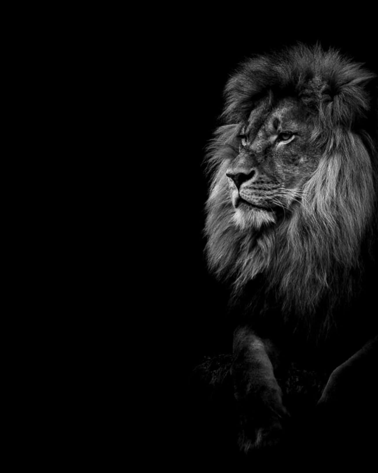 Black And White Lion 桌布 壁紙 — 一頭擁有濃密鬃毛的雄偉雄獅，在戲劇性的黑白畫面中，對著純黑背景沉思凝視。