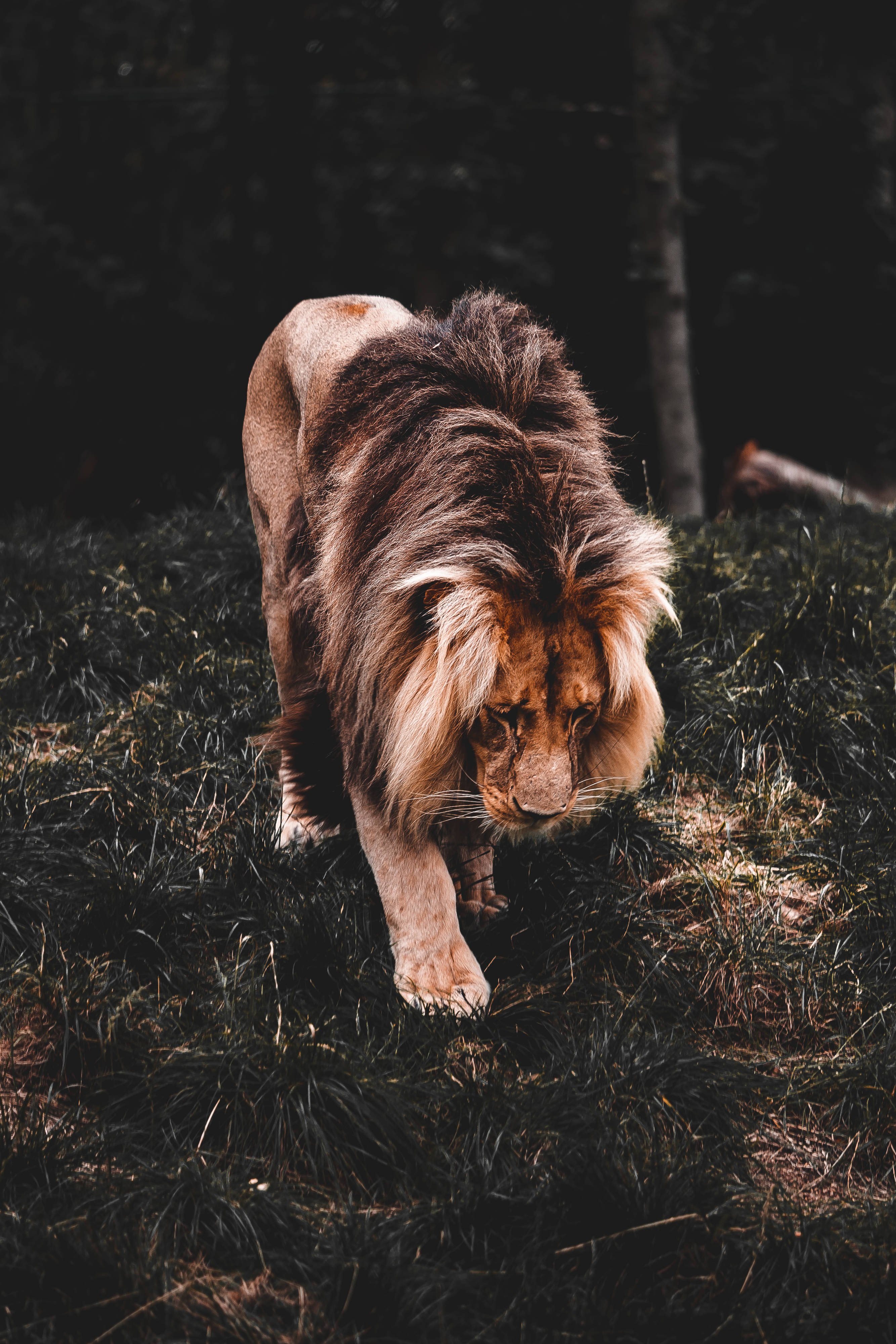 Cool Lion 桌布 壁紙 — 一頭擁有濃密鬃毛的雄偉雄獅，在昏暗的森林光線下，強而有力地穿過深色草地。