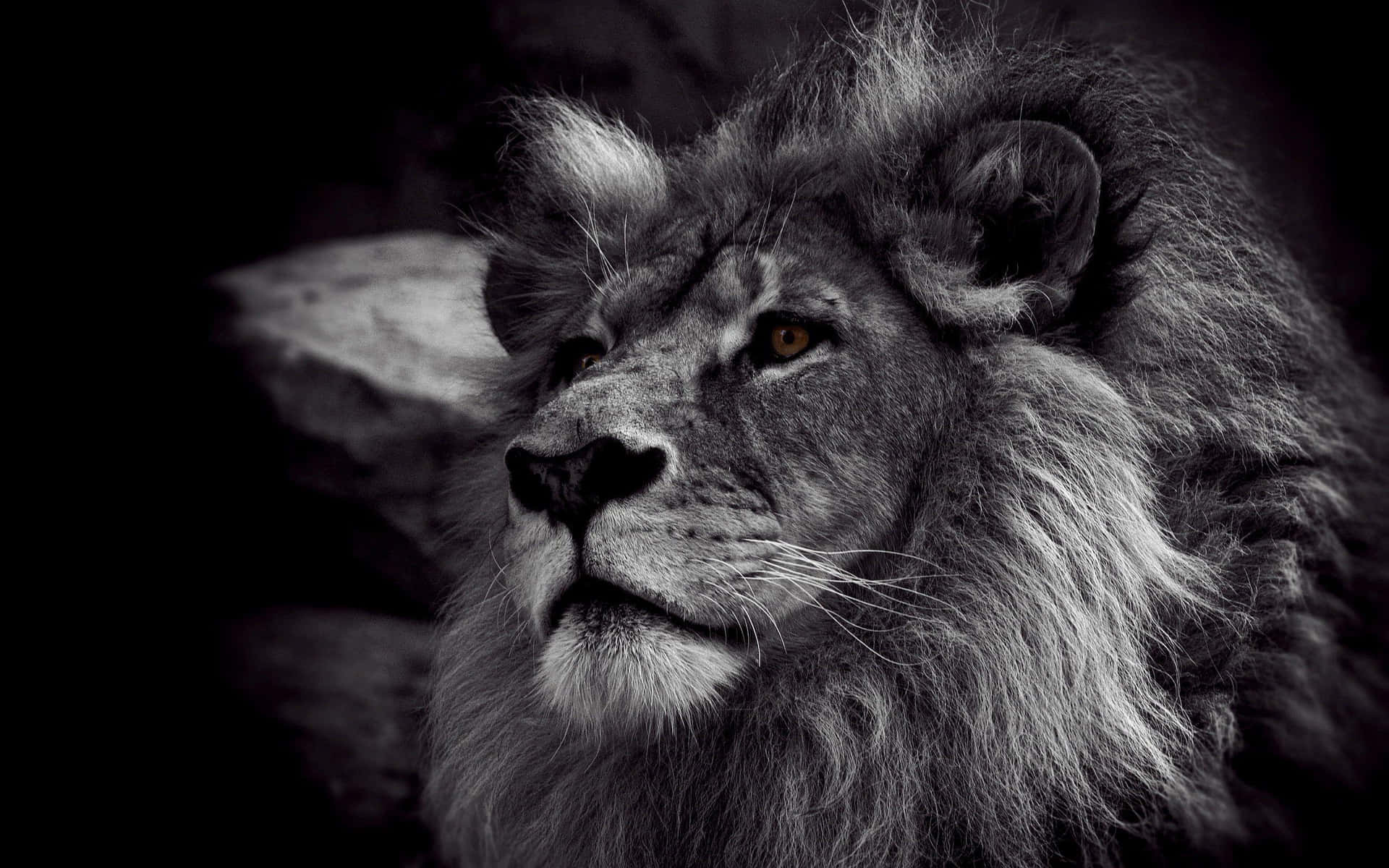 Black Lion 桌布 壁紙 — 一頭擁有濃密鬃毛的雄偉雄獅，在深色背景下，以黑白戲劇性肖像凝視著。