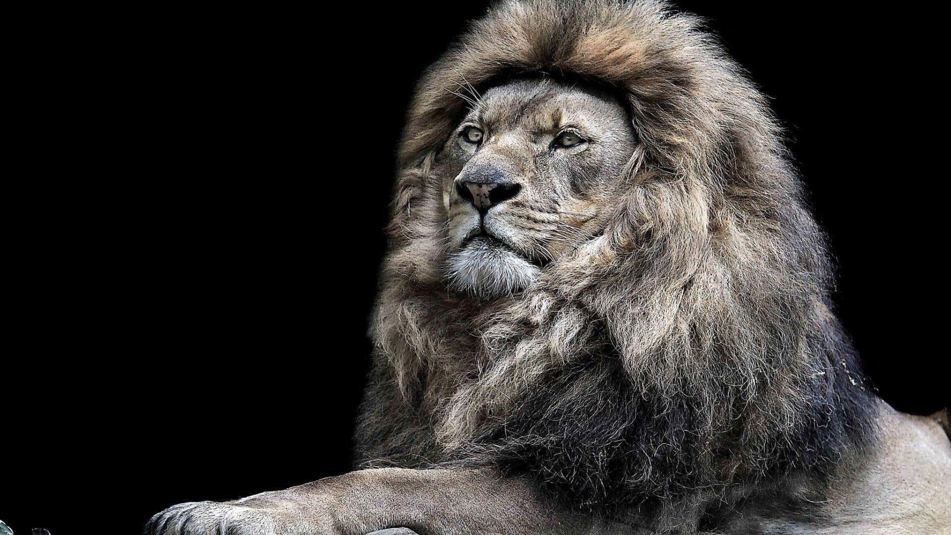 Lions 桌布 壁紙 — 一頭擁有濃密鬃毛的雄偉雄獅，在純黑背景下專注地凝視。