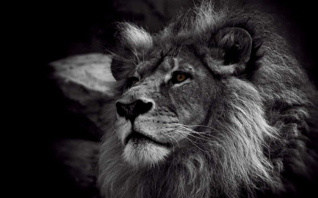 Black And White Lion 桌布 壁紙 — 一頭擁有濃密鬃毛的雄偉雄獅，在黑暗模糊的背景前，以戲劇性的黑白肖像照凝視著。