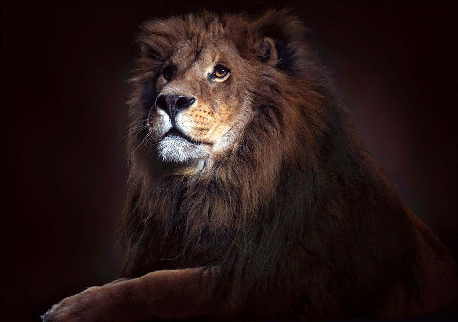 Lion Of Judah 桌布 壁紙 — 一頭擁有濃密鬃毛的雄偉雄獅，在黑暗背景下，被柔和的工作室燈光照亮，專注地凝視著。