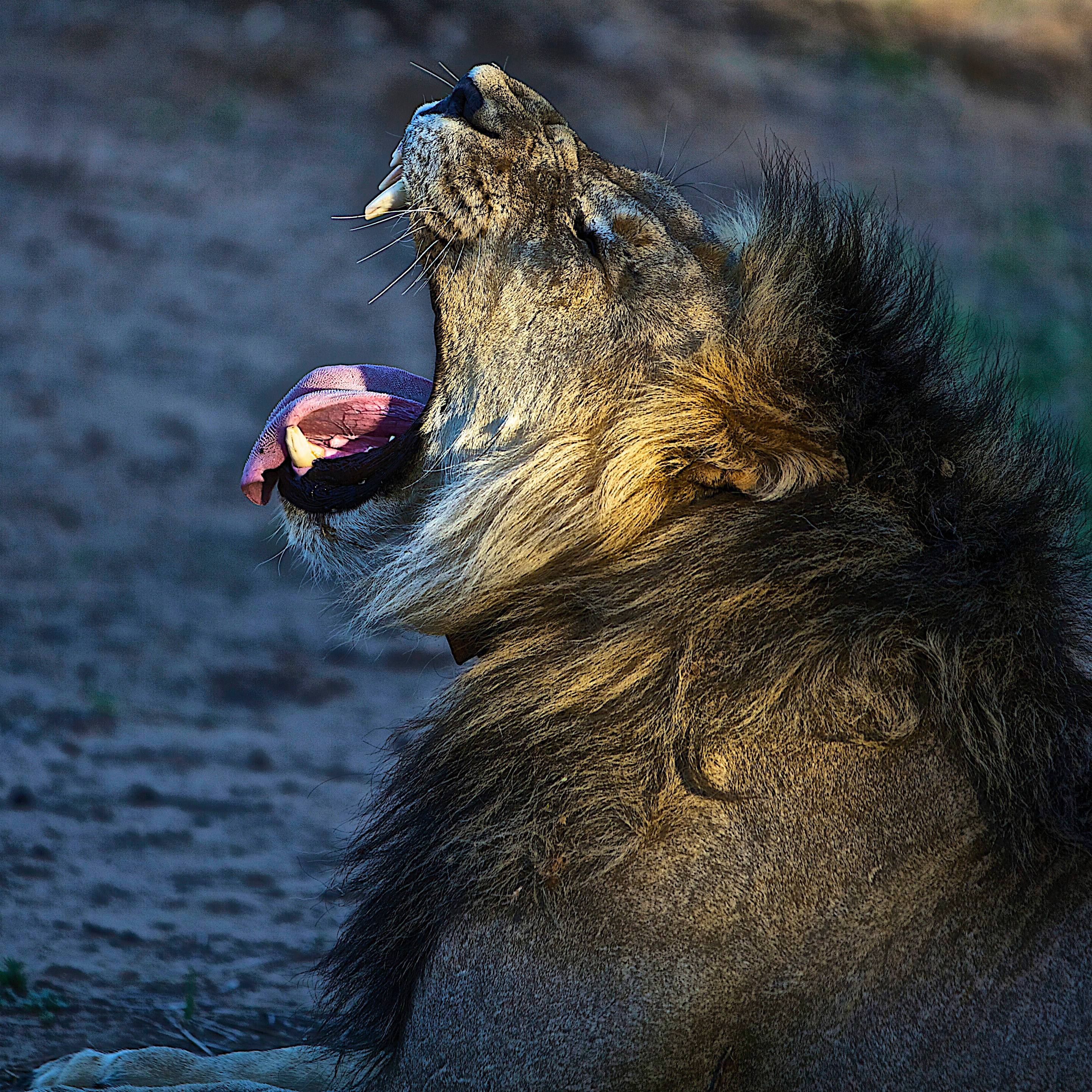 Angry Lion 桌布 壁紙 — 一頭擁有濃密鬃毛的雄偉雄獅，對著模糊的土色背景強力咆哮。