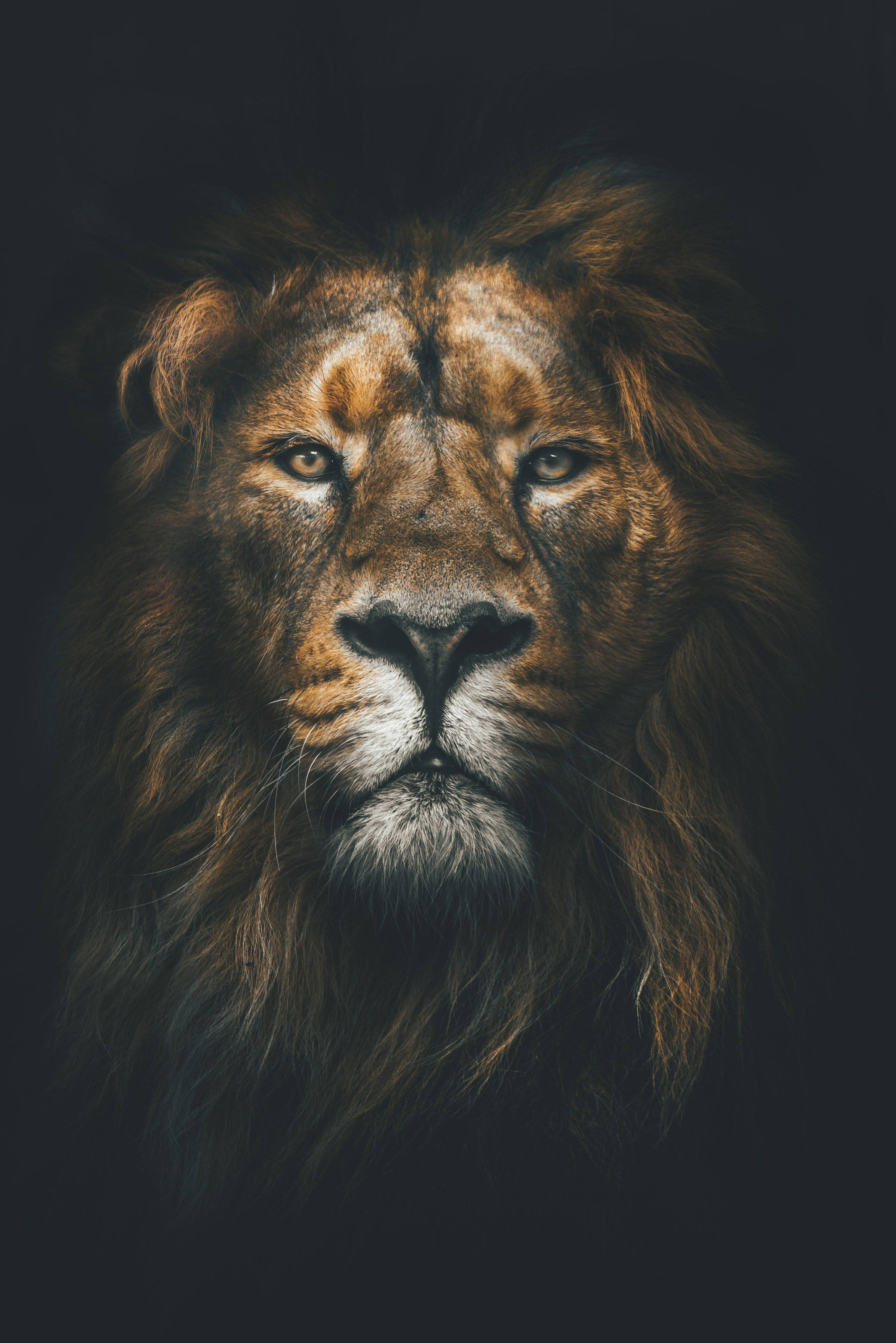 獅子 桌布 壁紙 — 一頭擁有濃密鬃毛的雄偉雄獅在黑暗背景下凝視著。