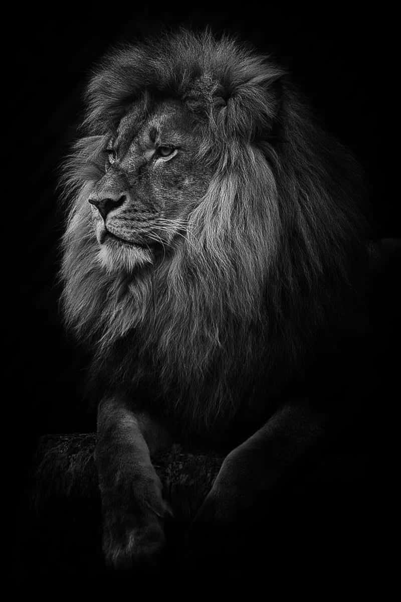 Black And White Lion 桌布 壁紙 — 一頭擁有濃密鬃毛的雄獅，在戲劇性的黑白畫面中，對著純黑背景凝視。