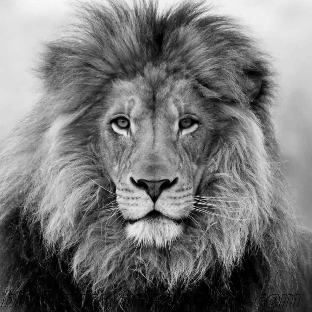 Black And White Lion 桌布 壁紙 — 一頭擁有濃密鬃毛的雄獅在引人注目的黑白肖像中凝視著。