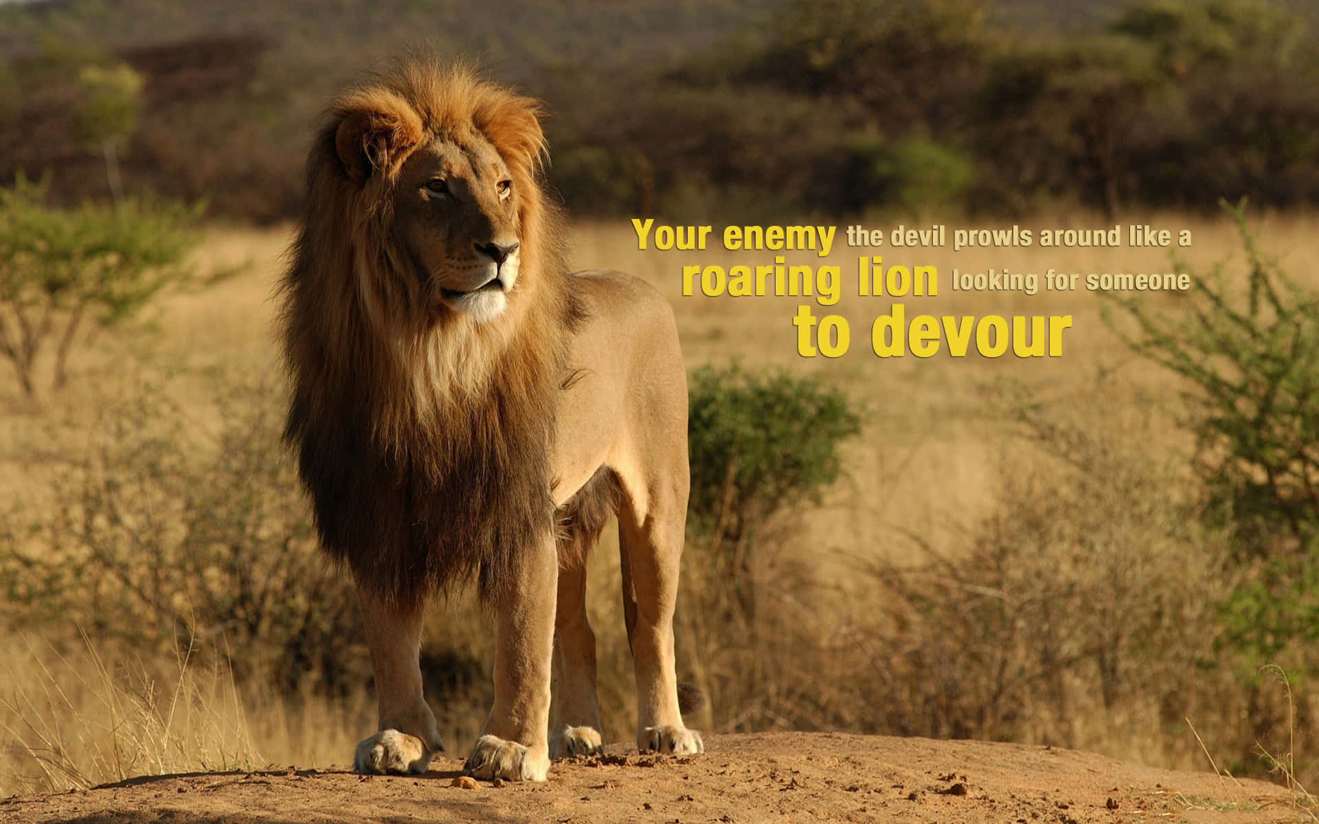 Roaring Lion 桌布 壁紙 — 一頭擁有濃密鬃毛的雄獅在溫暖陽光下，警覺地站在金色稀樹草原的土丘上，周圍是乾草和稀疏的灌木叢。