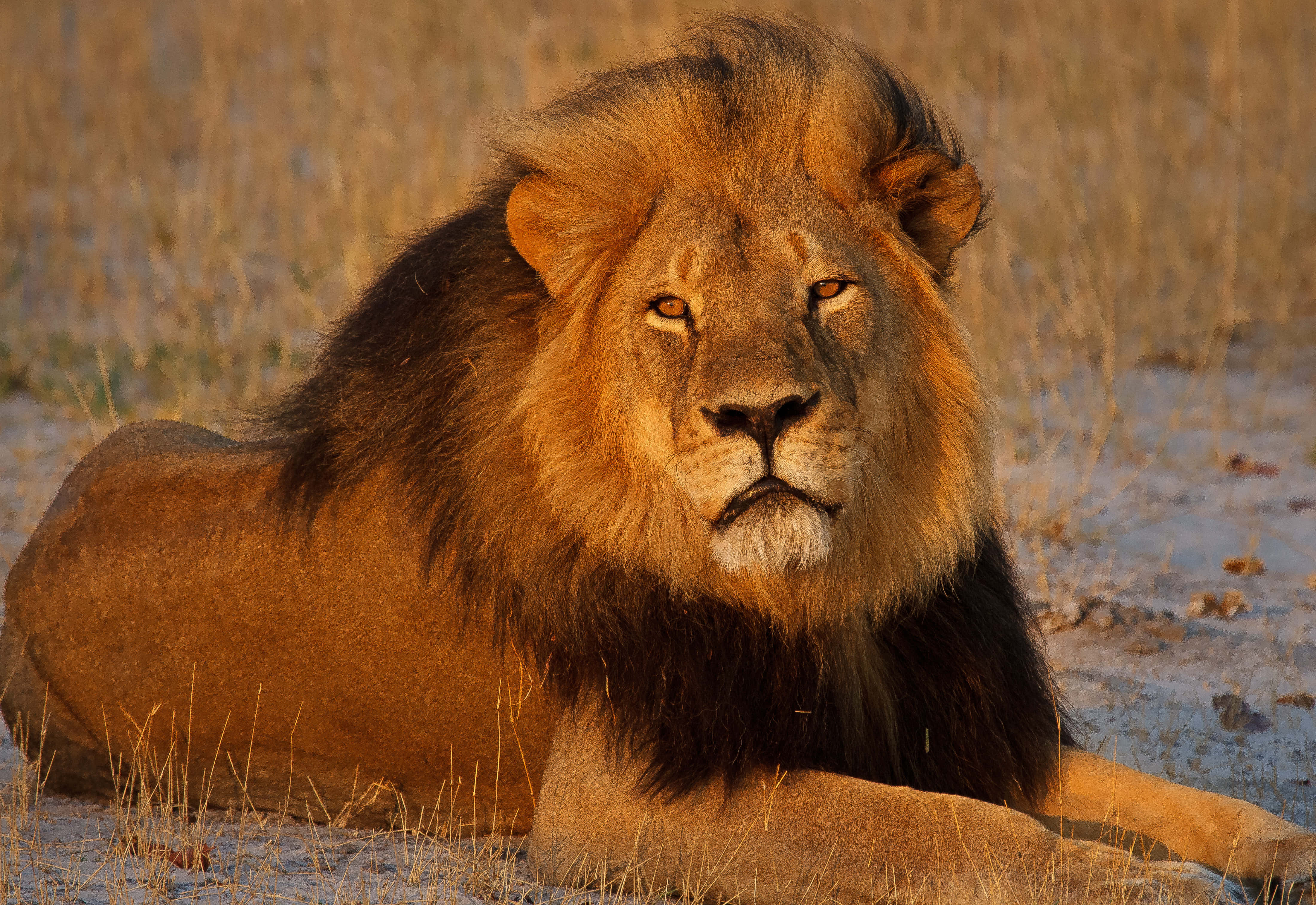 Lions 桌布 壁紙 — 一頭擁有濃密鬃毛的雄獅在溫暖陽光下的金色草地上休息。
