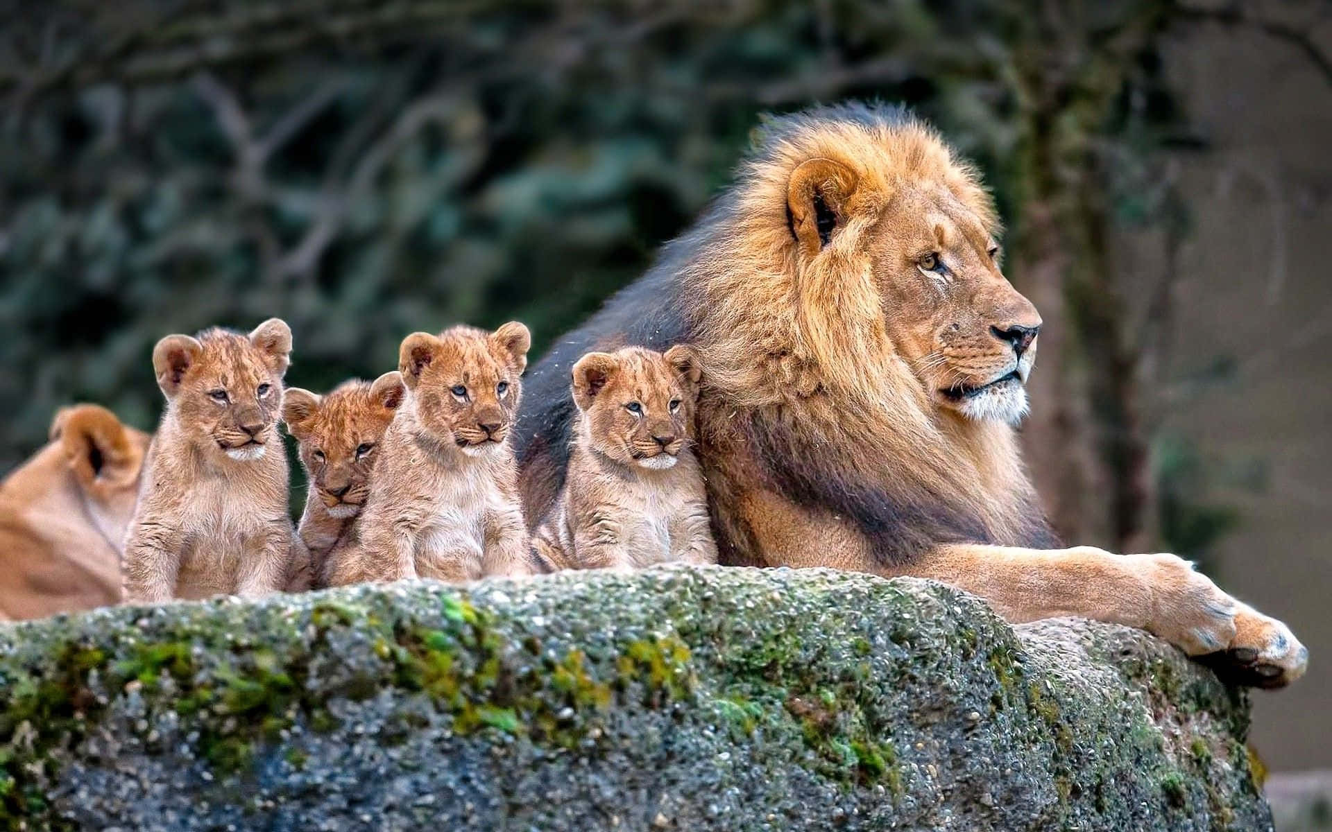 baby animal 桌布 壁紙 — 一頭擁有濃密鬃毛的雄獅威嚴地躺在長滿苔蘚的岩石上，周圍是牠在茂密綠色森林中專注的幼崽。
