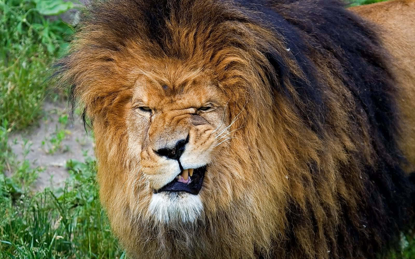 Lion Face 桌布 壁紙 — 一頭擁有濃密鬃毛的雄獅特寫，站在綠草中眨著一隻眼睛。