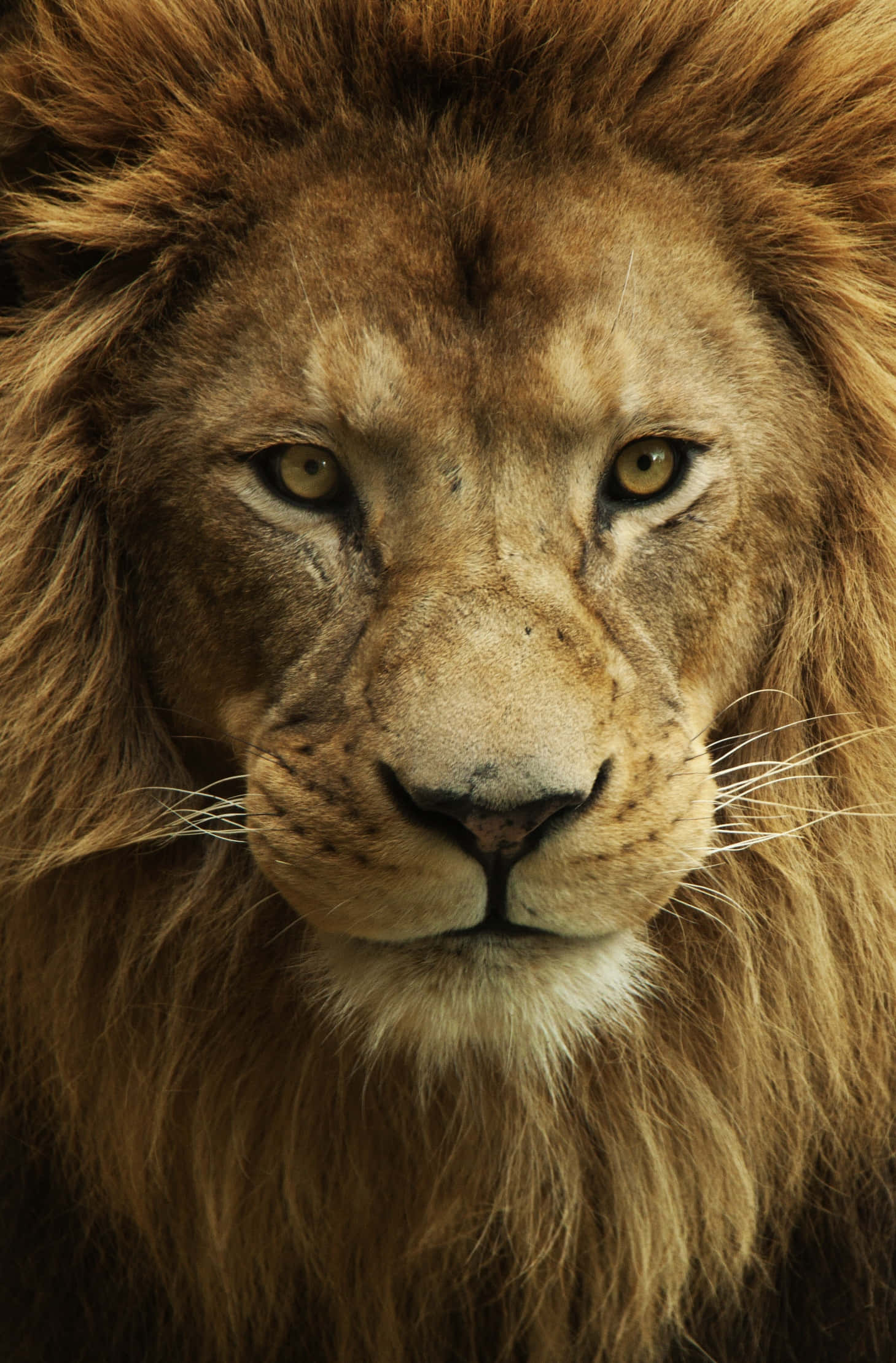 Lion Face 桌布 壁紙 — 一頭擁有豐滿金色鬃毛的雄偉雄獅近距離照片，正專注地凝視著鏡頭。