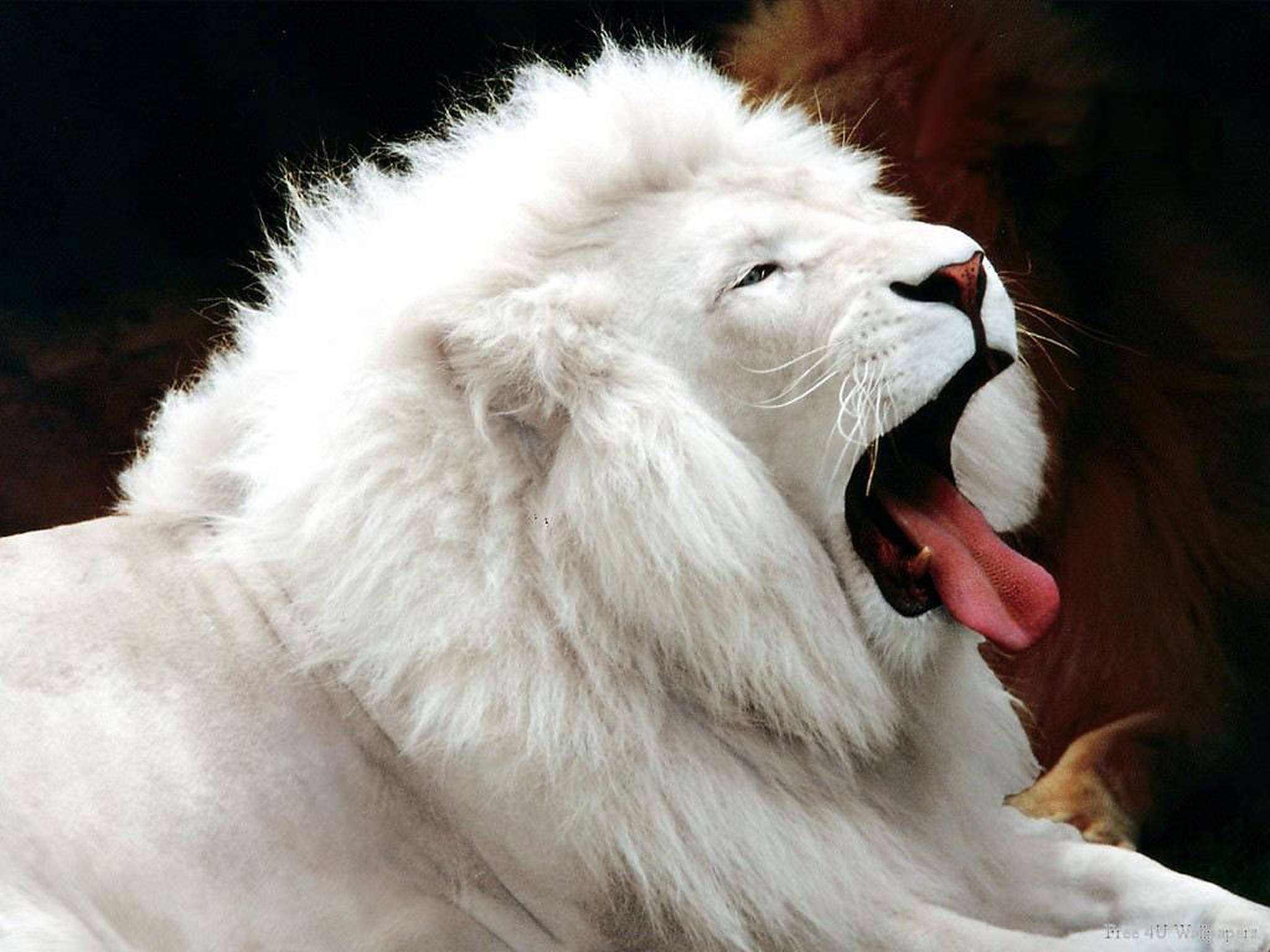 animals 桌布 壁紙 — 一頭擁有豐滿鬃毛的雄偉白獅在深色背景下張大嘴巴打呵欠，露出粉紅色的舌頭和牙齒。