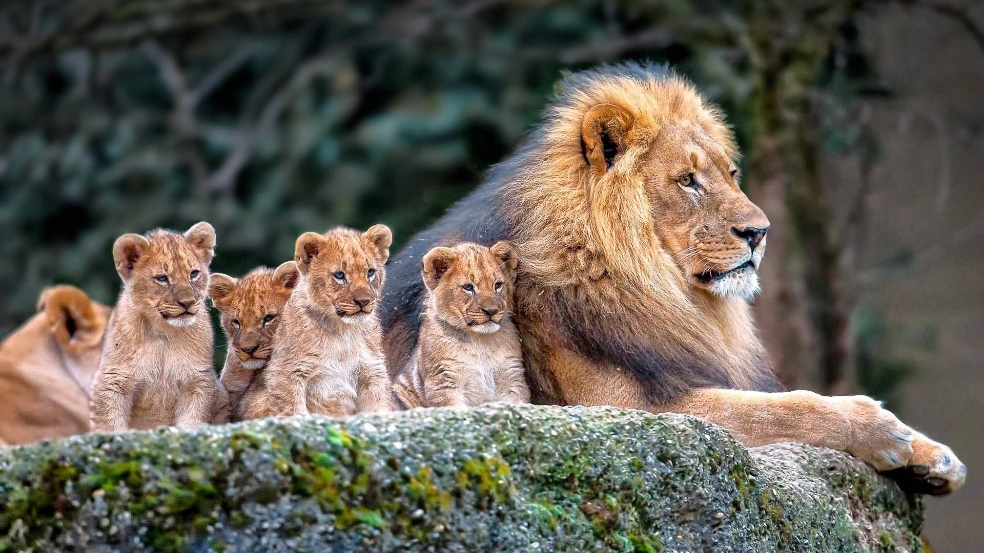Cub 桌布 壁紙 — 一頭擁有豐滿鬃毛的雄偉雄獅，威嚴地躺在長滿苔蘚的岩石上，在茂密的綠色森林中被牠警覺的幼崽圍繞。