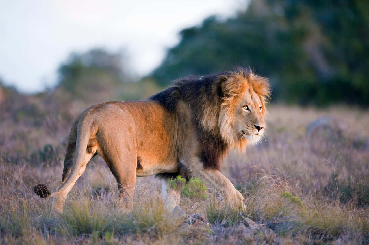 African Animals 桌布 壁紙 — 一頭擁有豐滿鬃毛的雄獅，在柔和的晚光下穿過金色的草地。