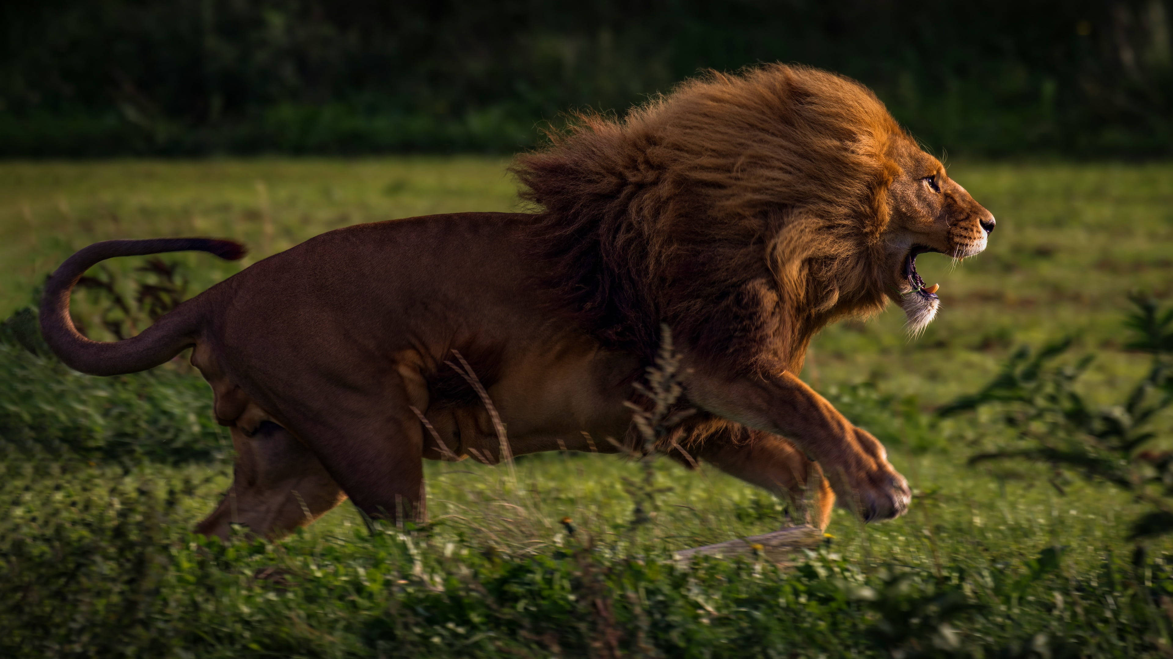 lion roar 桌布 壁紙 — 一頭擁有豐滿鬃毛的雄獅在陽光照耀的稀樹草原上，穿過高高的綠草，猛烈地咆哮著奔跑。