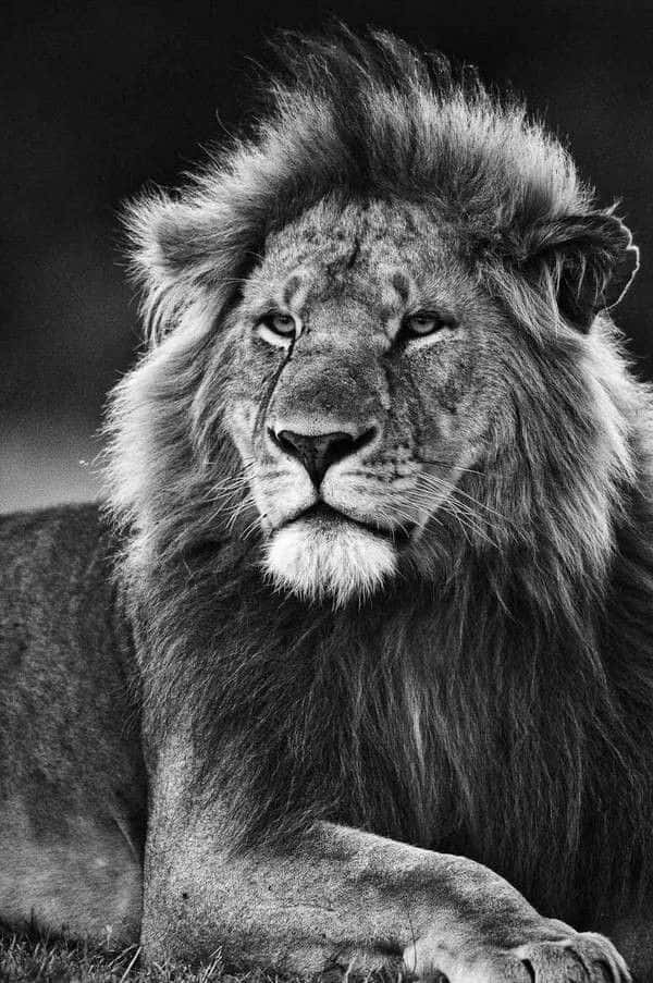 Black And White Lion 桌布 壁紙 — 一頭擁有豐滿鬃毛的雄獅在黑白中威嚴地休息，他強烈的目光引人注目。