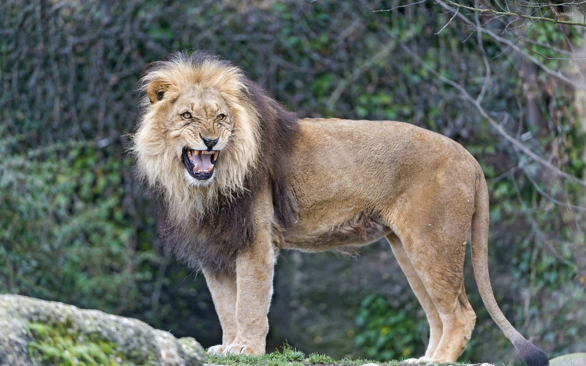 Roaring Lion 桌布 壁紙 — 一頭擁有豐滿鬃毛的雄獅站在長滿草的岩石上，在茂密綠葉的背景下猛烈咆哮。