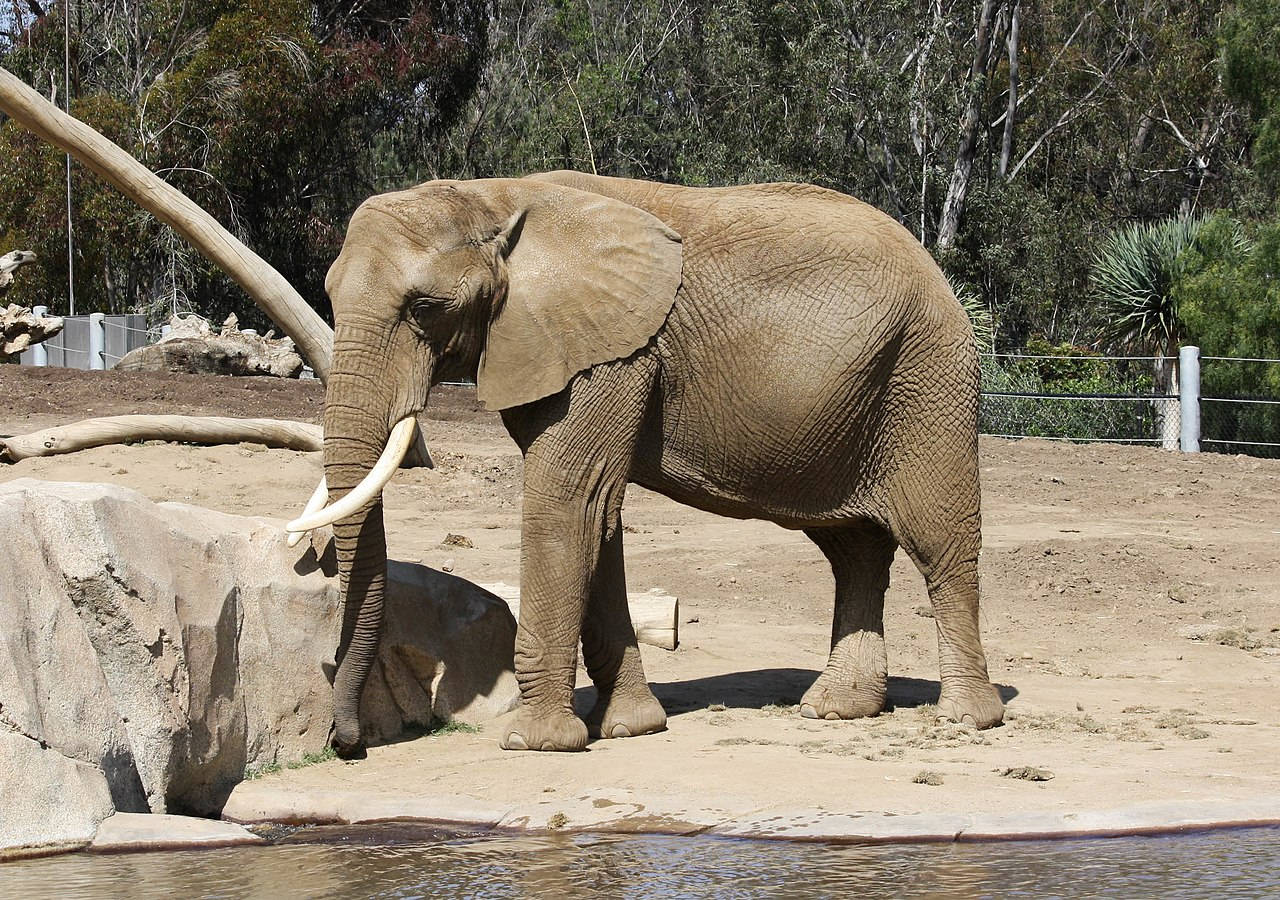 自然 桌布 壁紙 — 一頭擁有象牙的大非洲象站在陽光普照的動物園圍欄內，靠近水邊，周圍有樹木和岩石。
