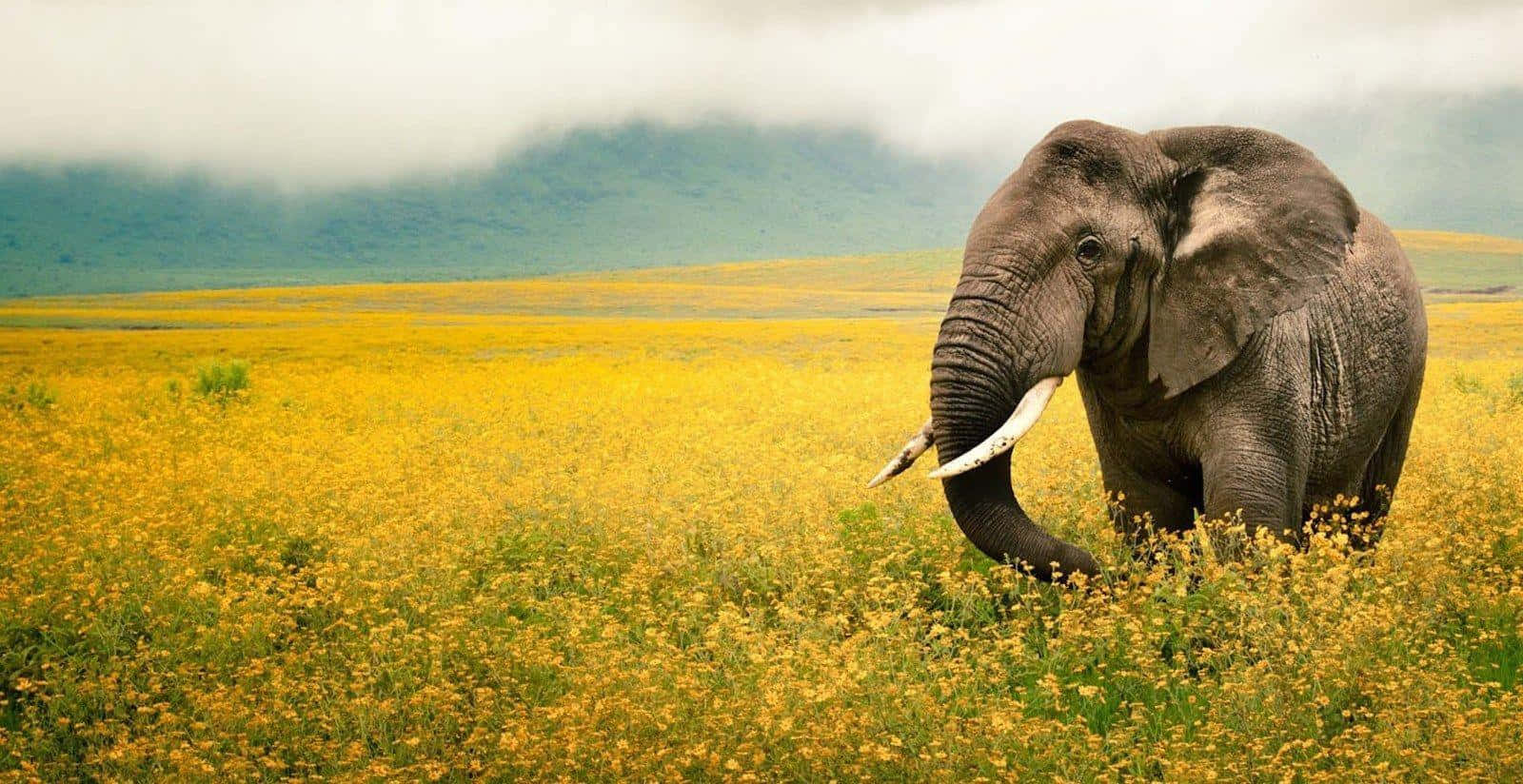 National Geographic Desktop 桌布 壁紙 — 一頭擁有象牙的雄偉大象，在霧氣繚繞的山脈背景下，矗立於廣闊的金色野花田野中。
